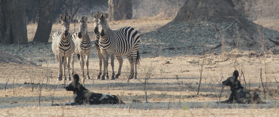 African Wild Dogs and Zebras