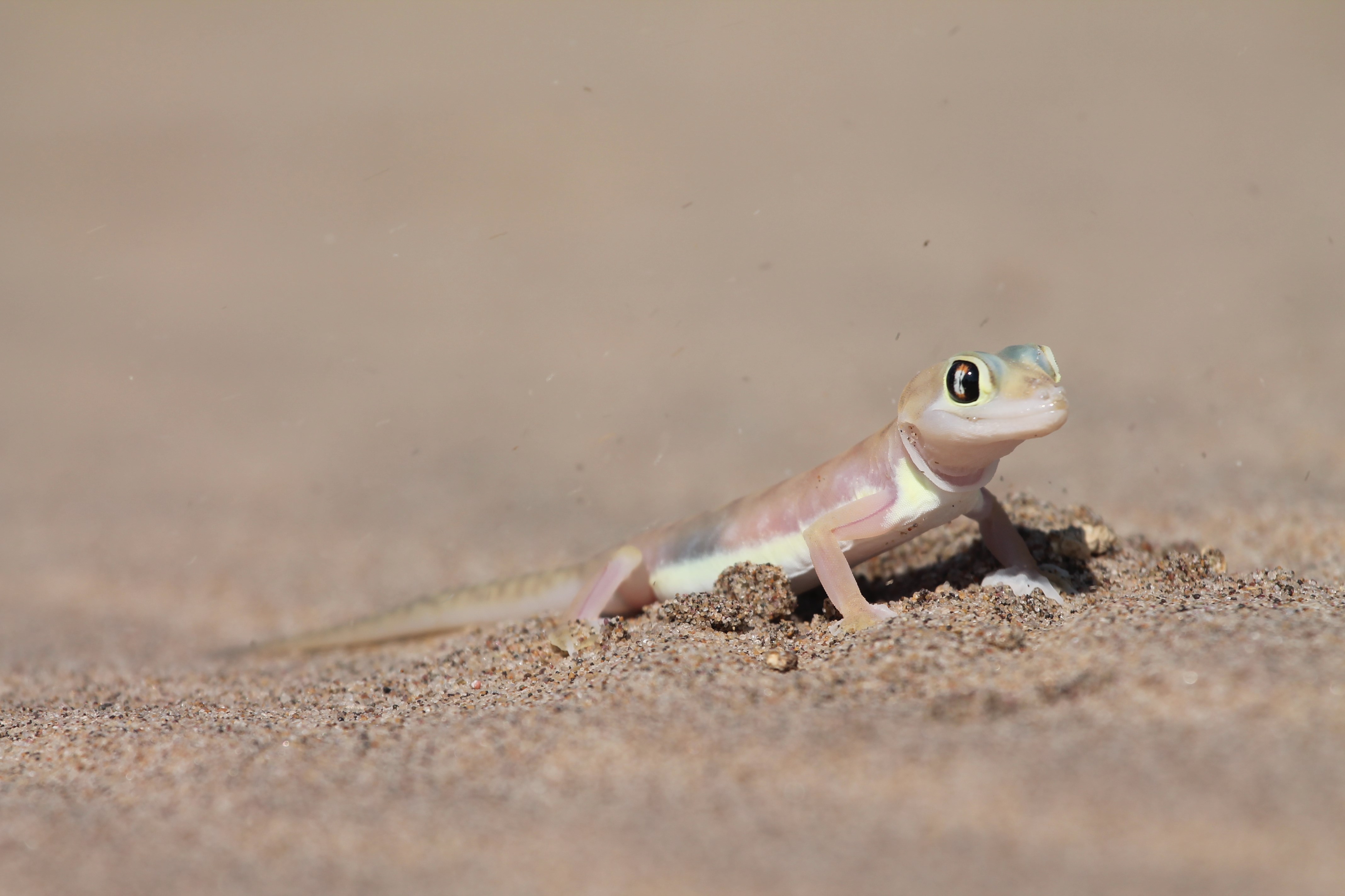 Namibia - Gecko at Sandwich Bay.jpg