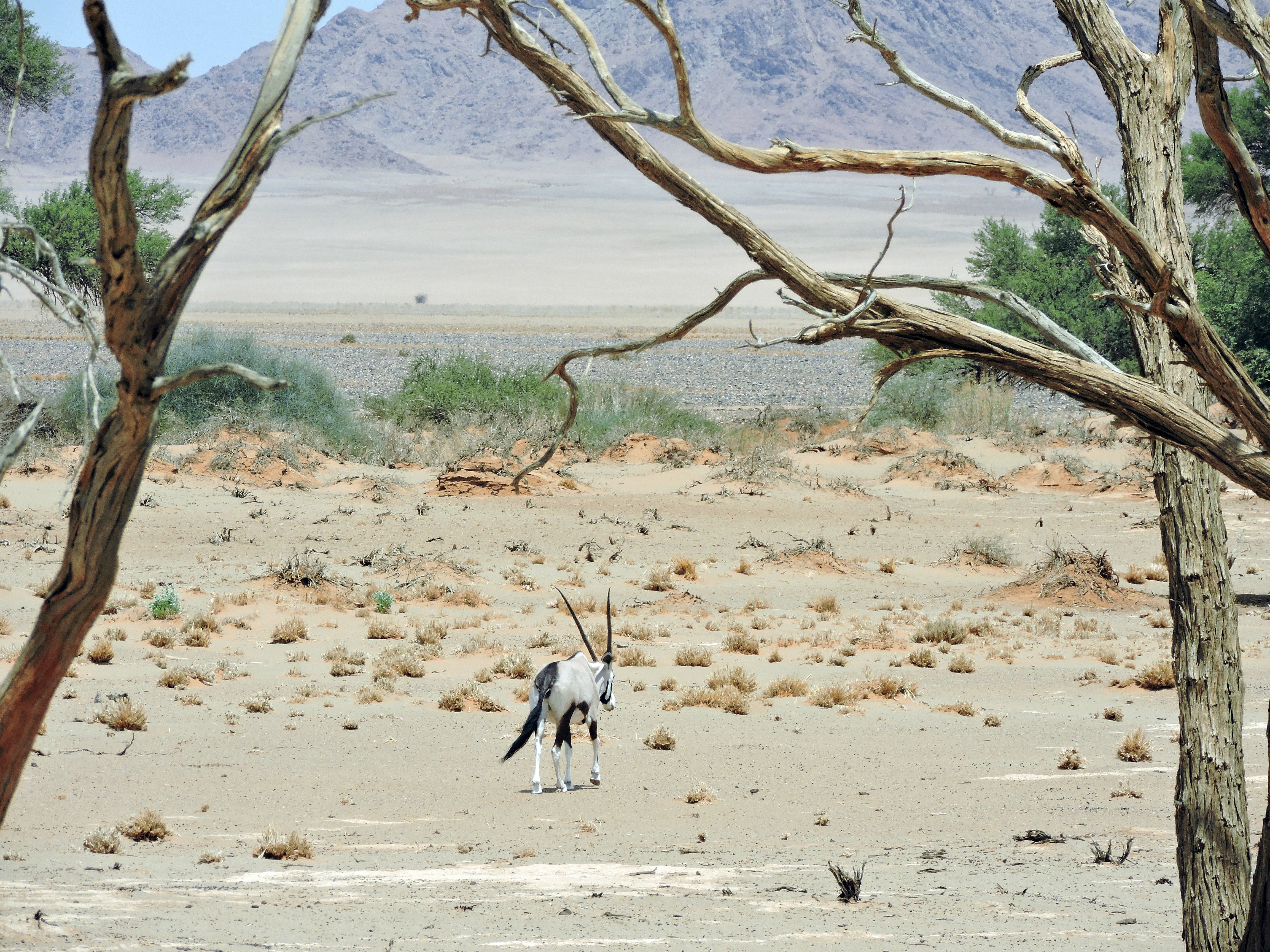 Namibia - Lonely Gemsbok (Oryx).jpg