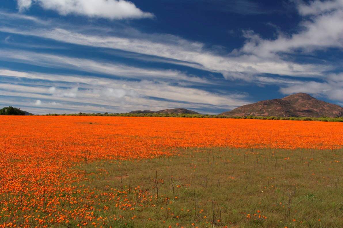 Namaqualand flowers.jpg