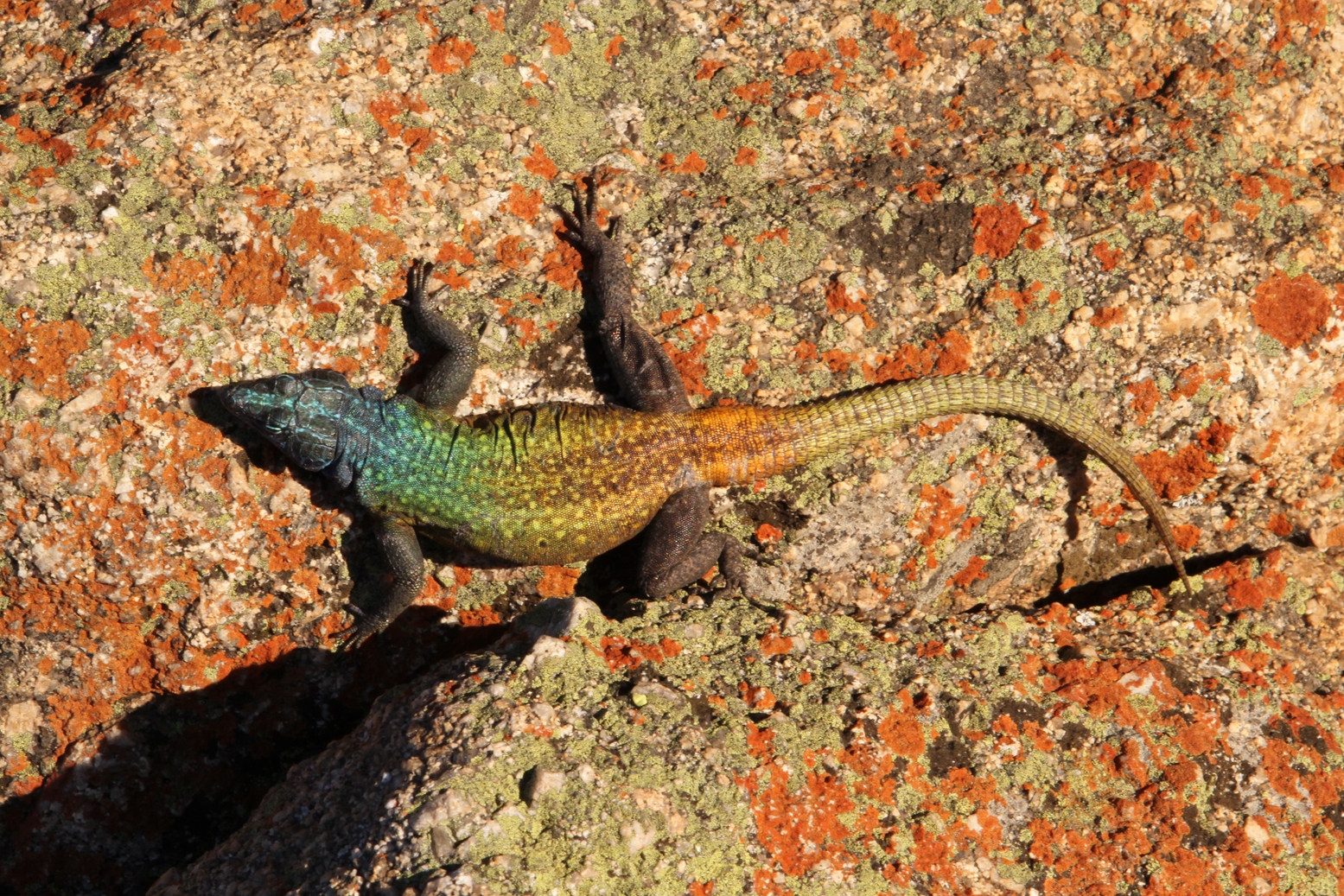 Common Flat Lizard 1