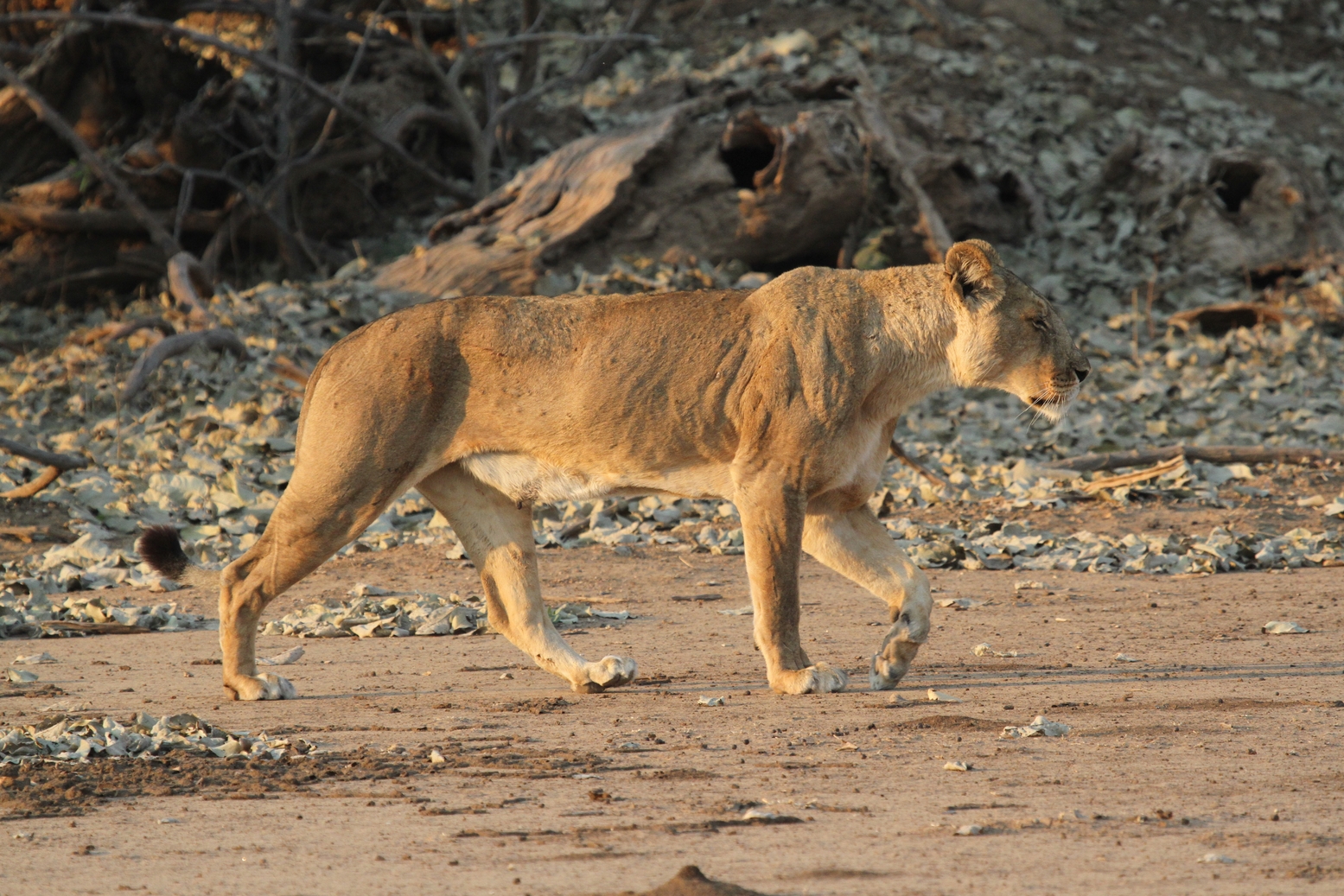 Lioness walking