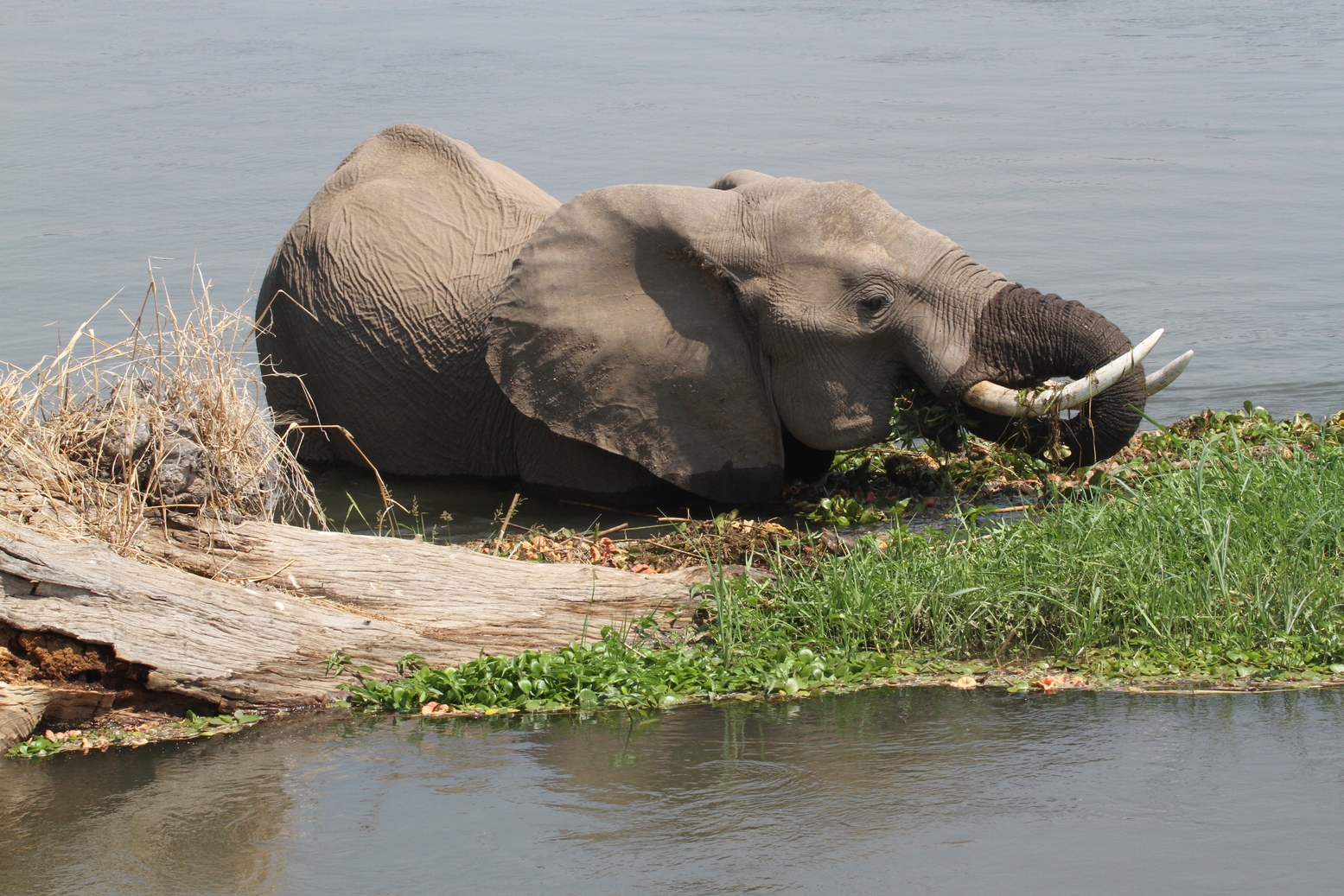 Elephant in the Zambezi River
