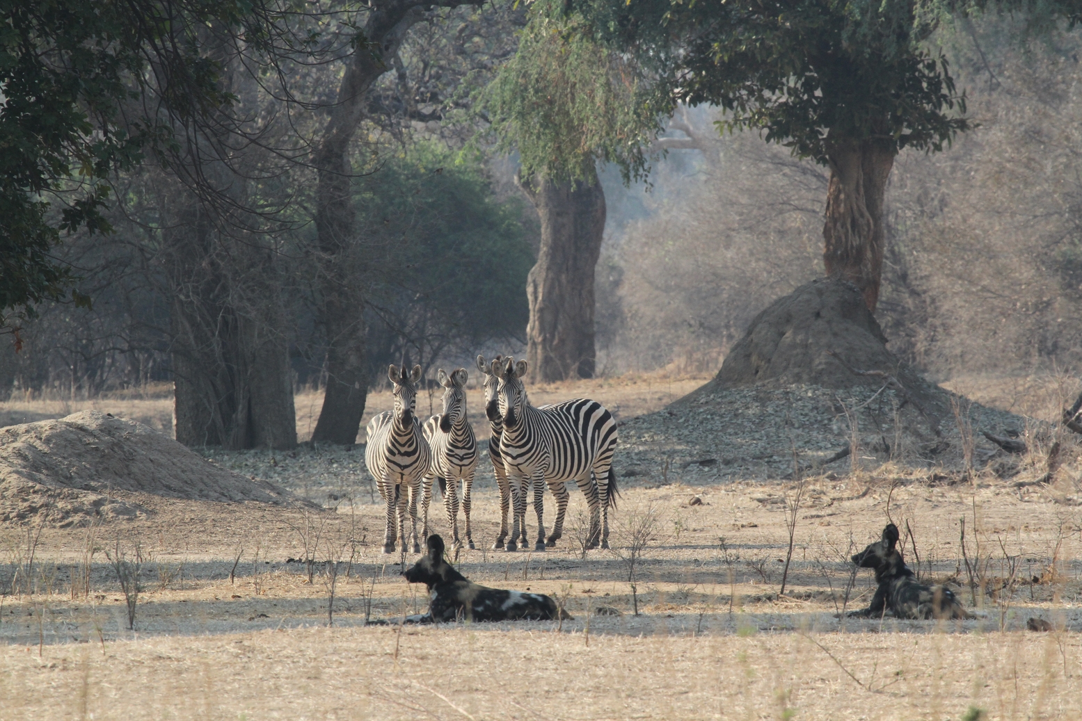 African Wild Dogs and Zebras