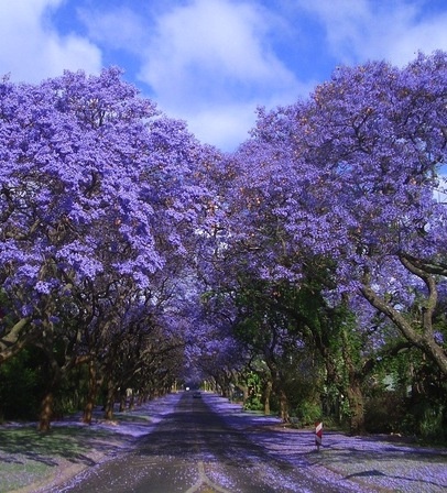 Harare Jacaranda