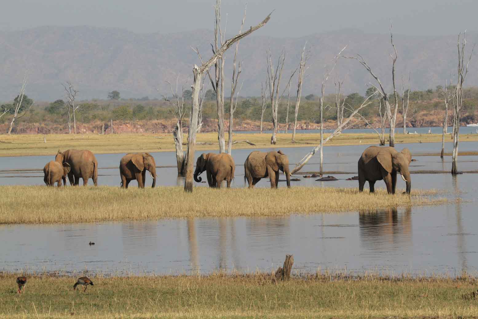Kariba_elephants.jpg
