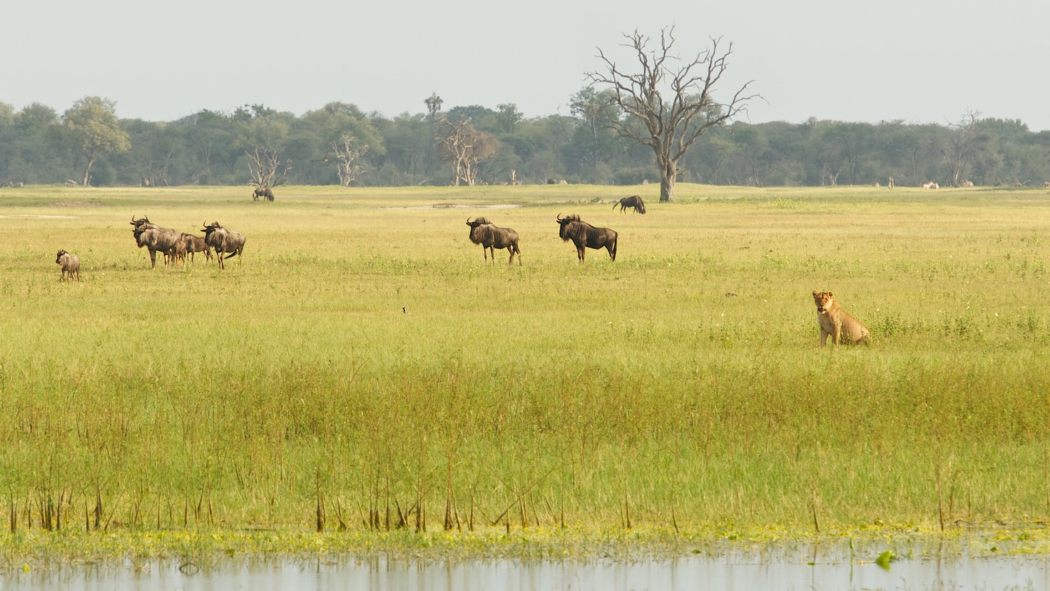 Bomani_Tented_Lodge006 .jpg