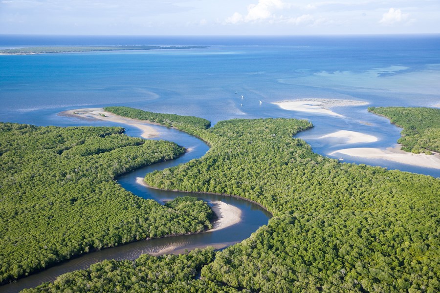 MZ_MangroveForest_SaraLewis