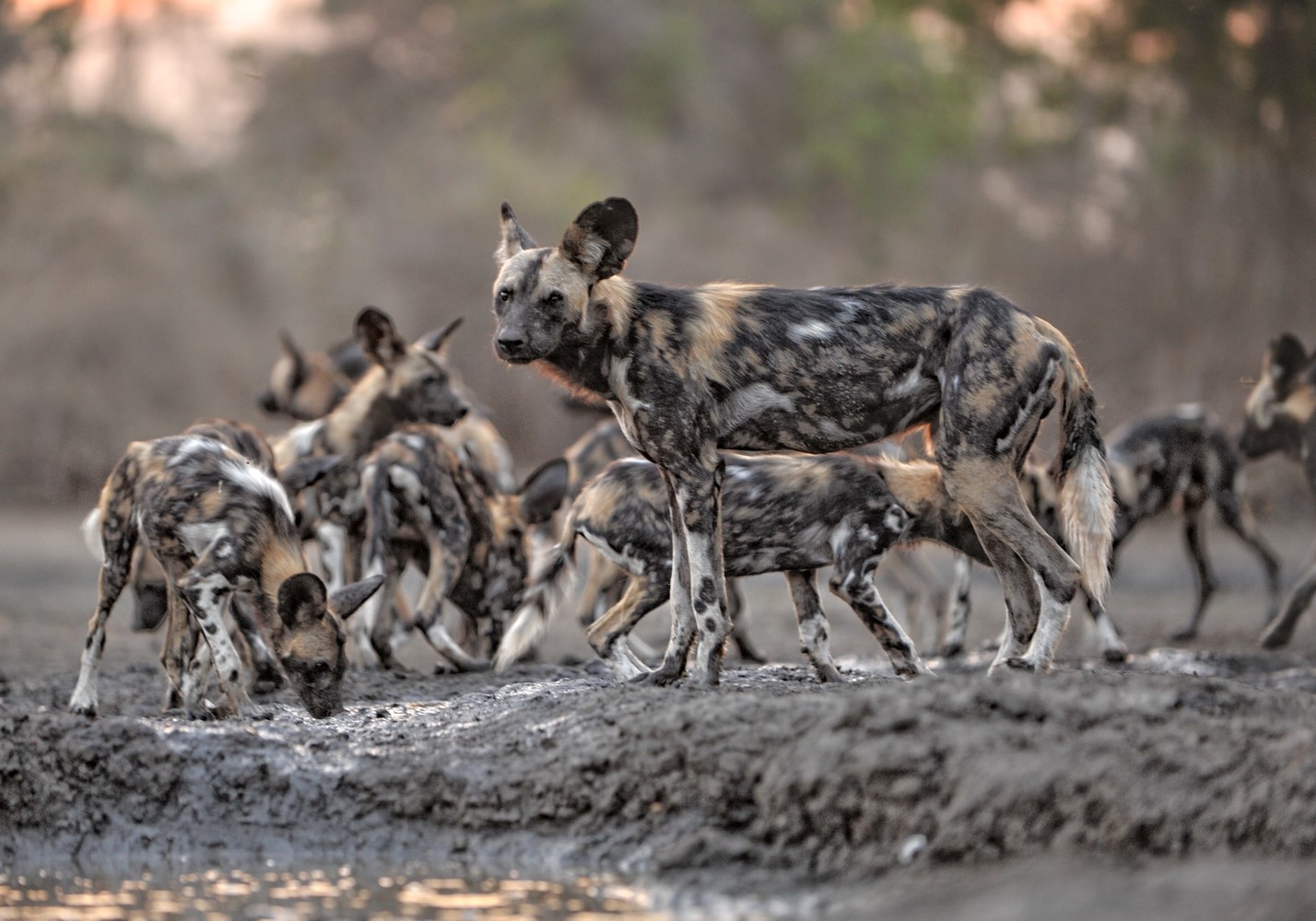 African Painted Dog