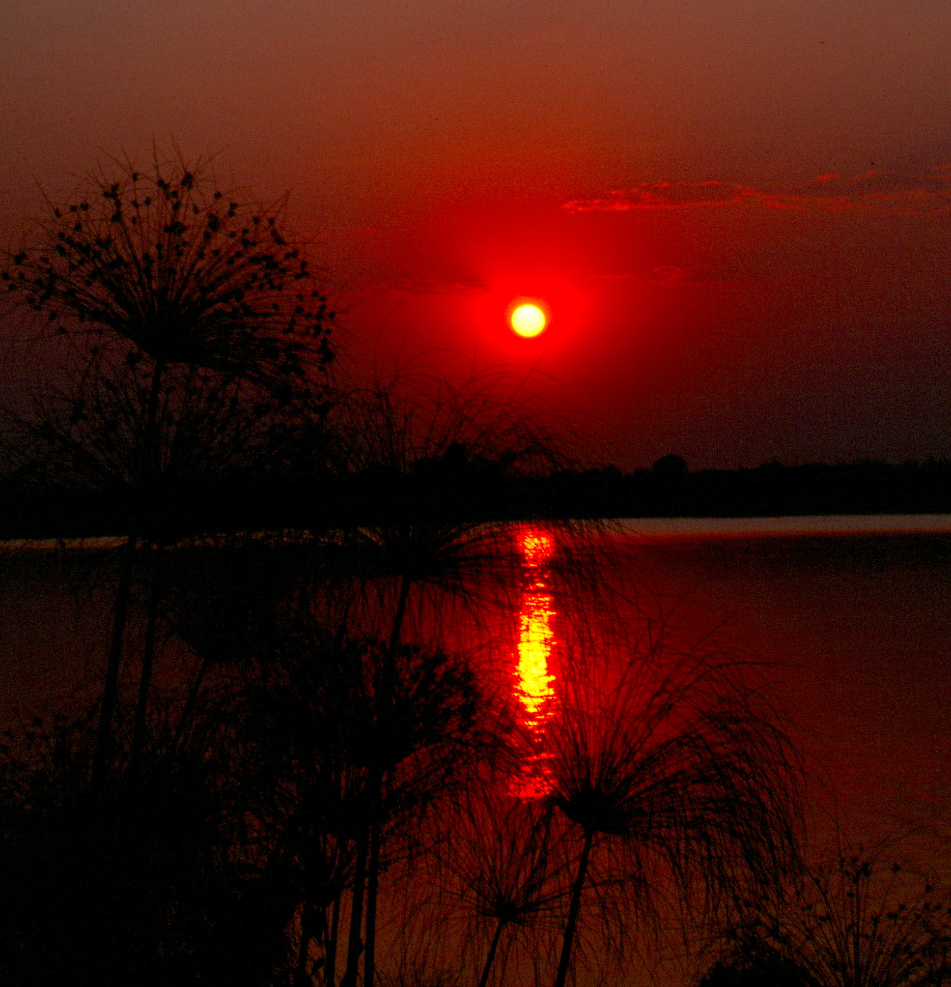 BW Chobe Sunset 1200 A.jpg