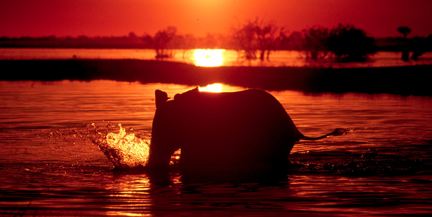 BW Elephant Chobe Sunset 1200 A.jpg