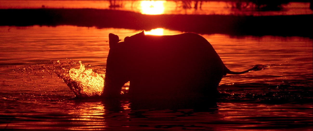 BW Elephant Chobe Sunset 1200 A.jpg