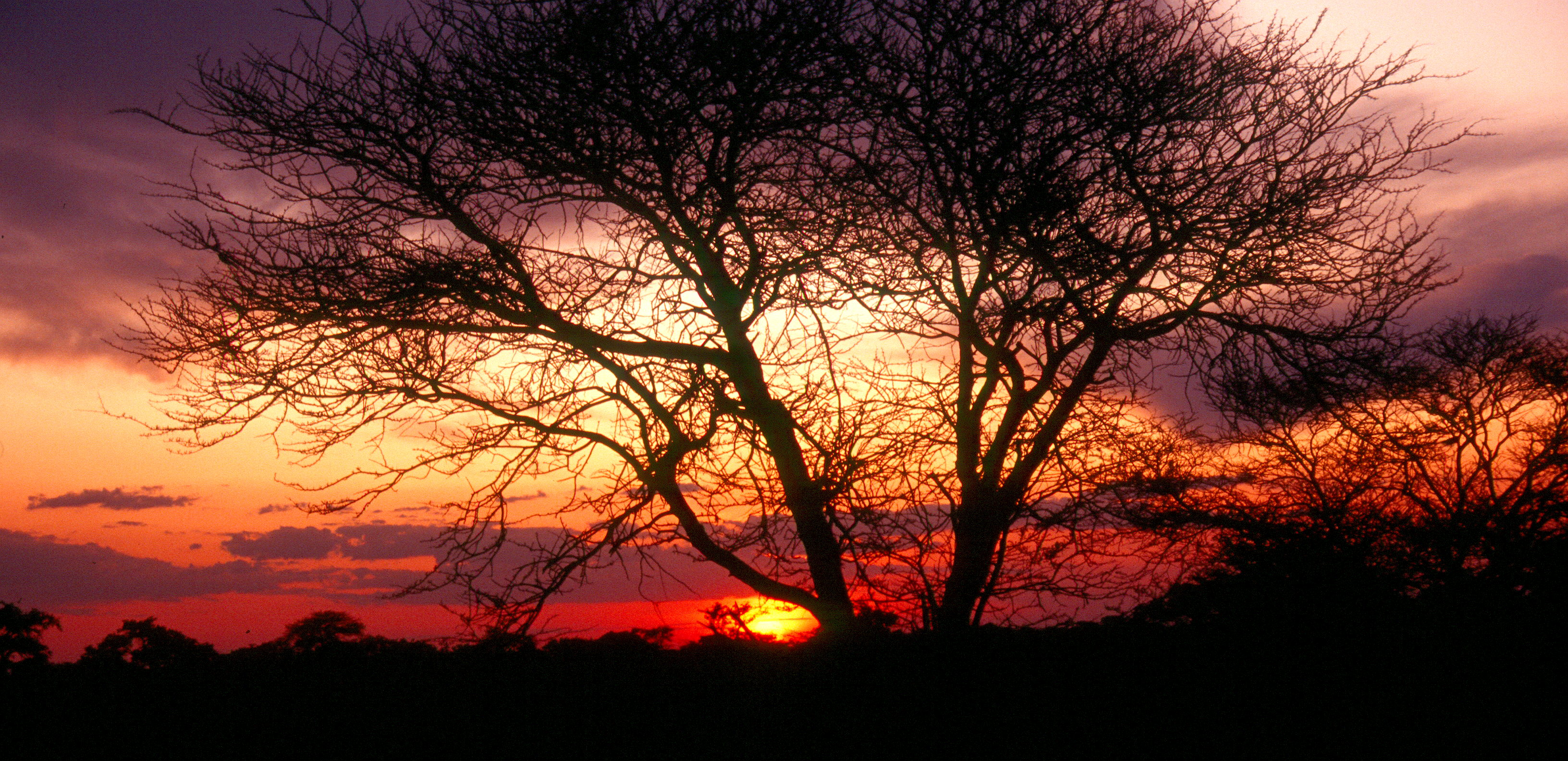 BW Acacia Sunset 1200 A.jpg