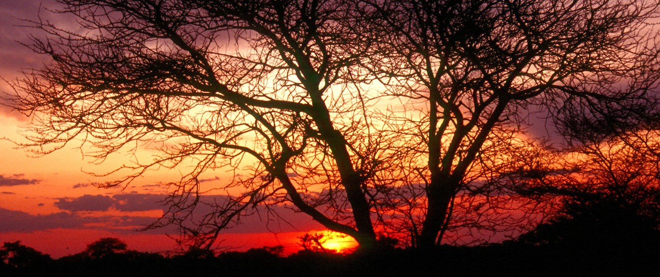 BW Acacia Sunset 1200 A.jpg
