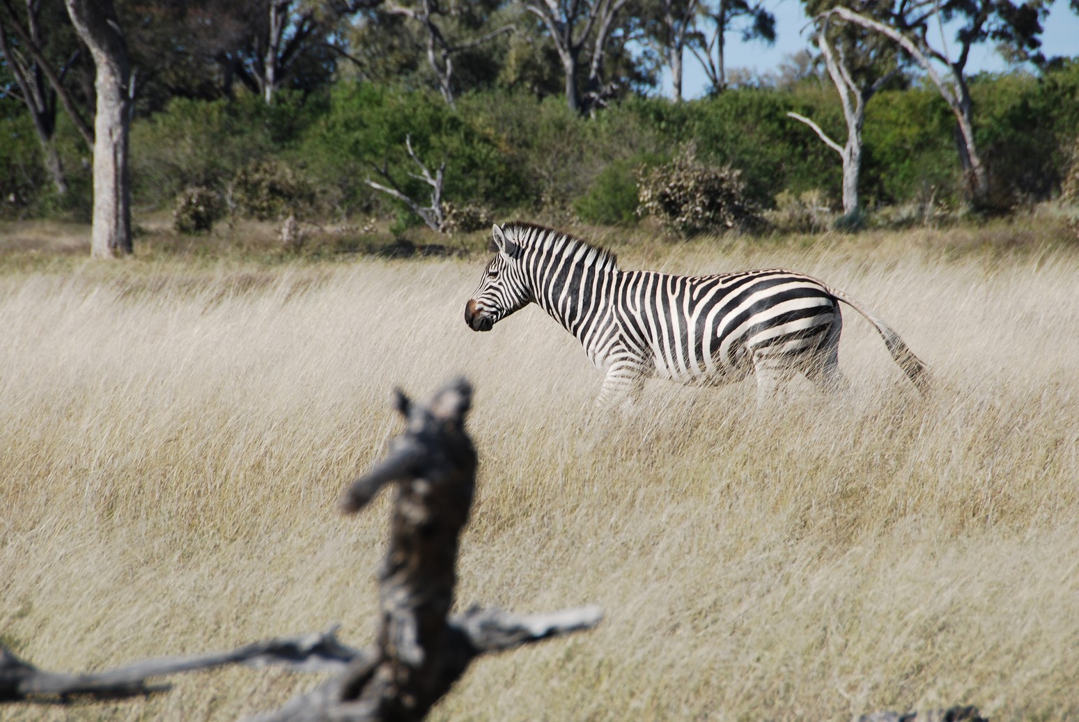 MoremiGameReserve001.JPG