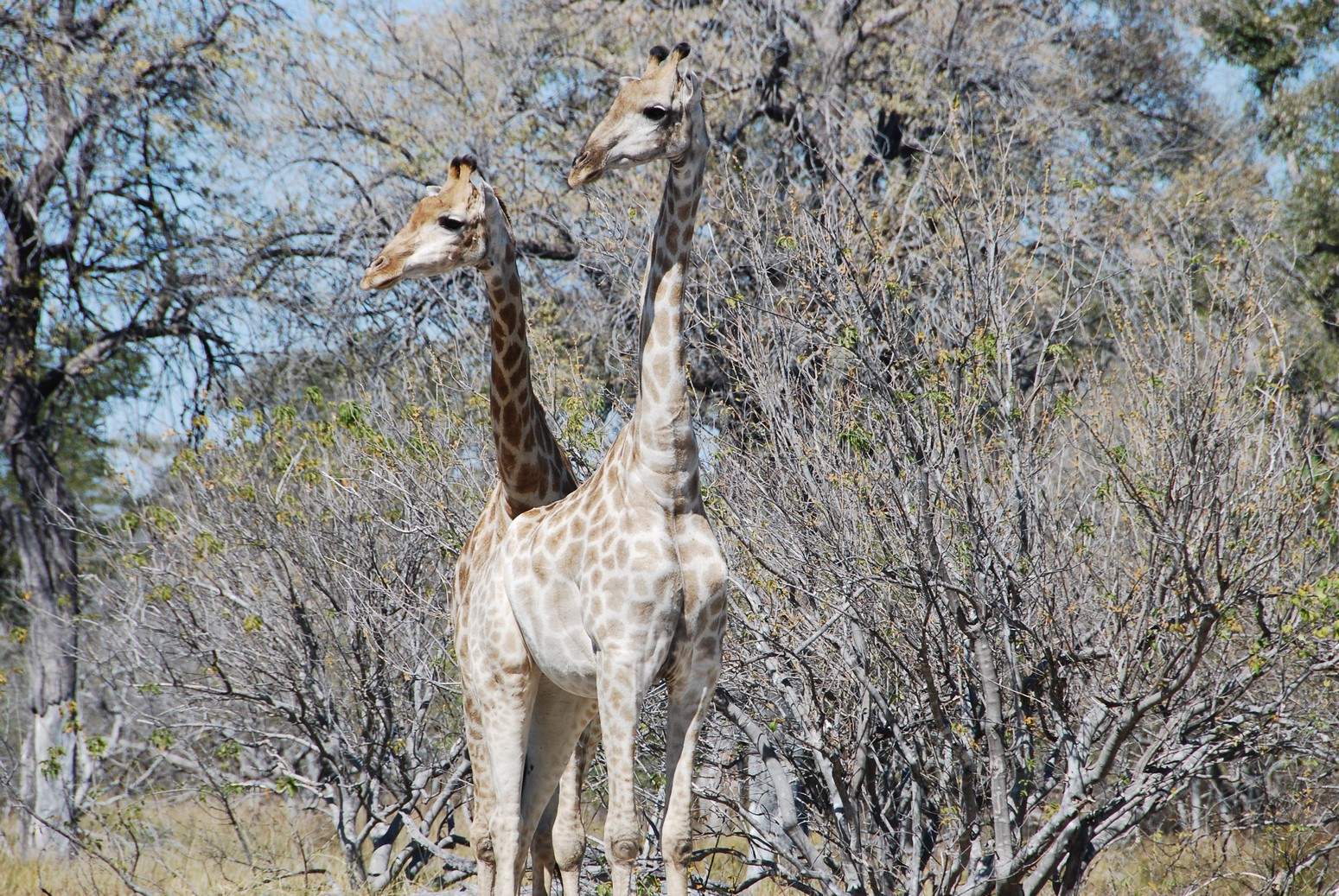 MoremiGameReserve004.JPG