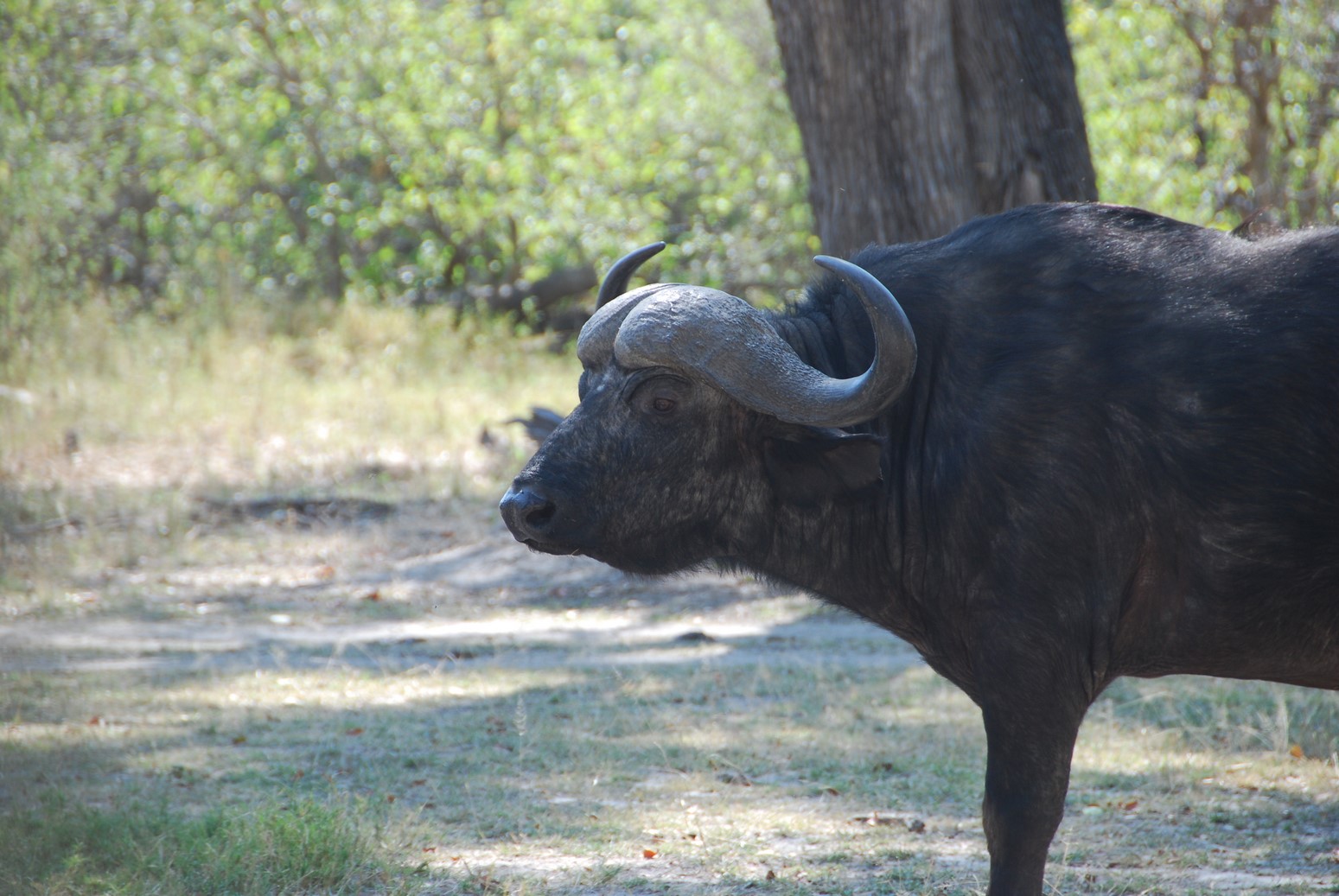 MoremiGameReserve009.JPG