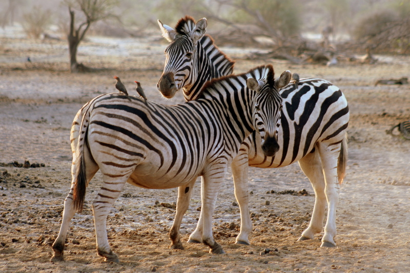 BW_MakgadikgadiNationalPark_002.jpg