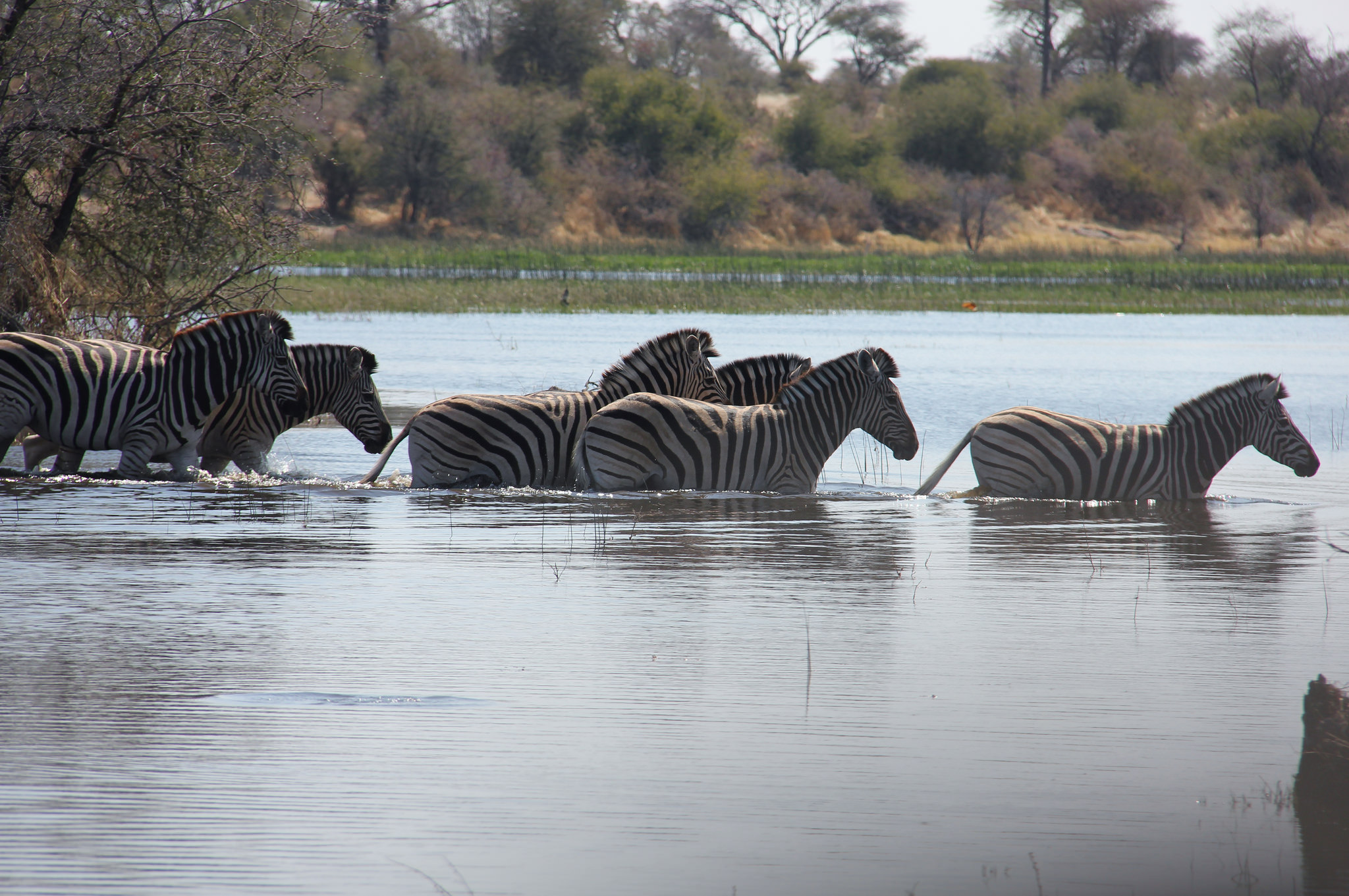 BW_MakgadikgadiNationalPark_001.jpg