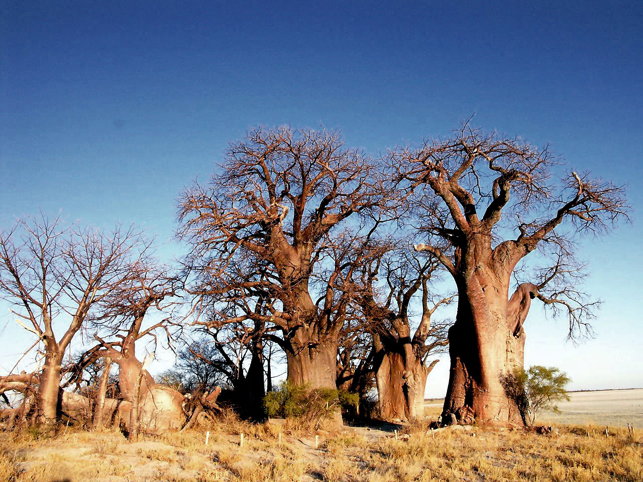 PlanetBaobab010.jpg