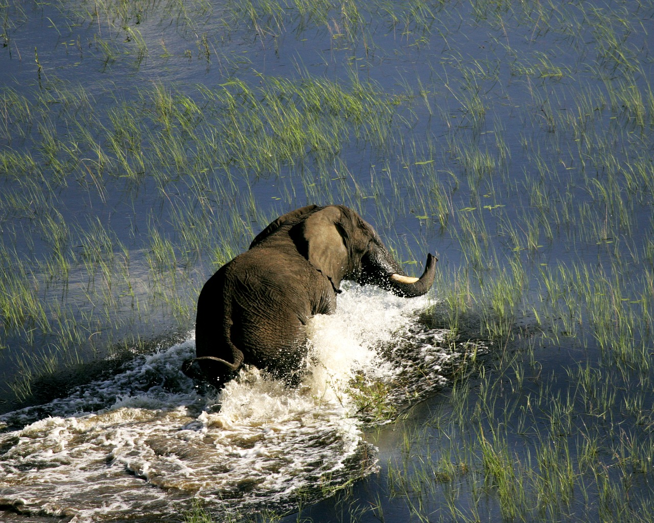 ZM_BusangaPlains_WildernessSafaris_002.jpg