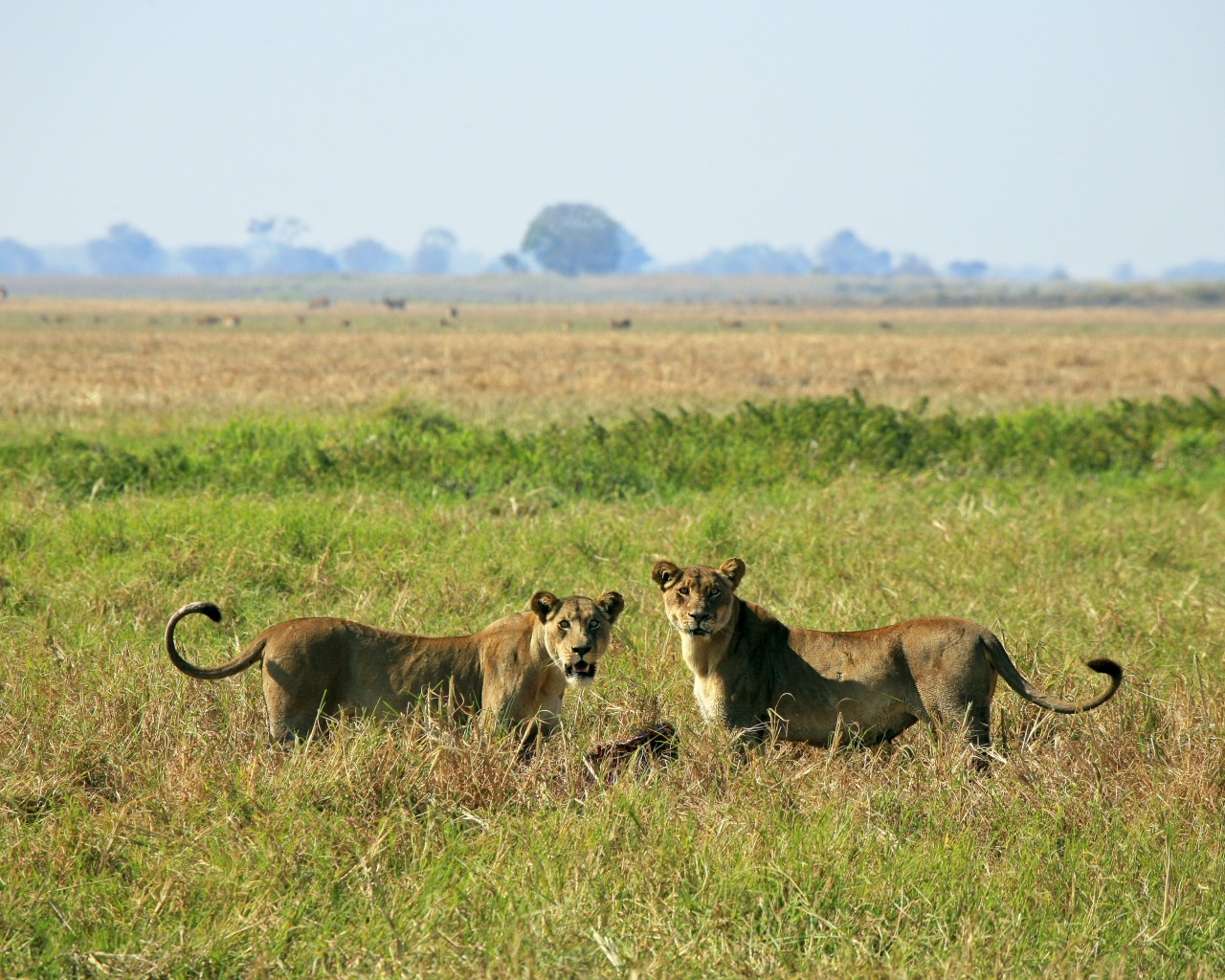 ZM_Kafue_WildernessSafari_002.jpg