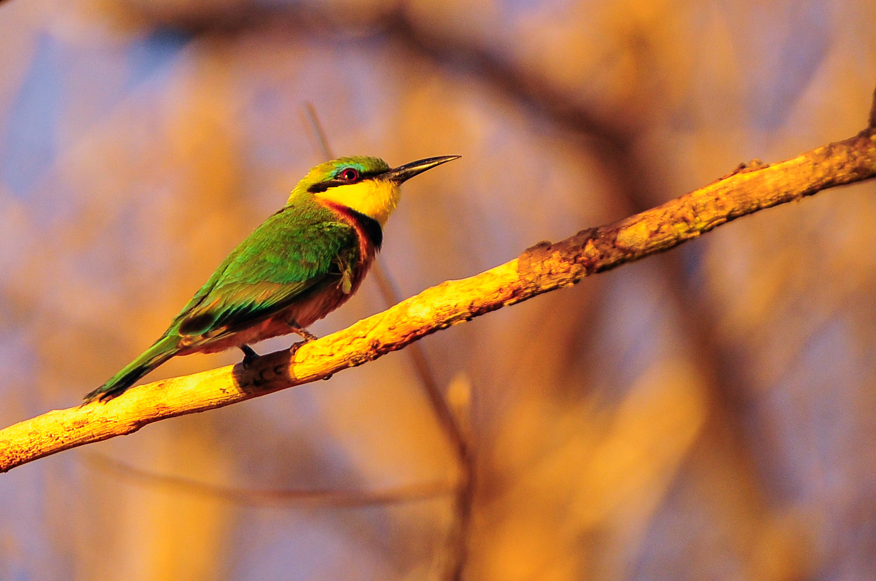 ZM_LowerZambezi_RoyalZambezi_009 Little bee eater.jpg