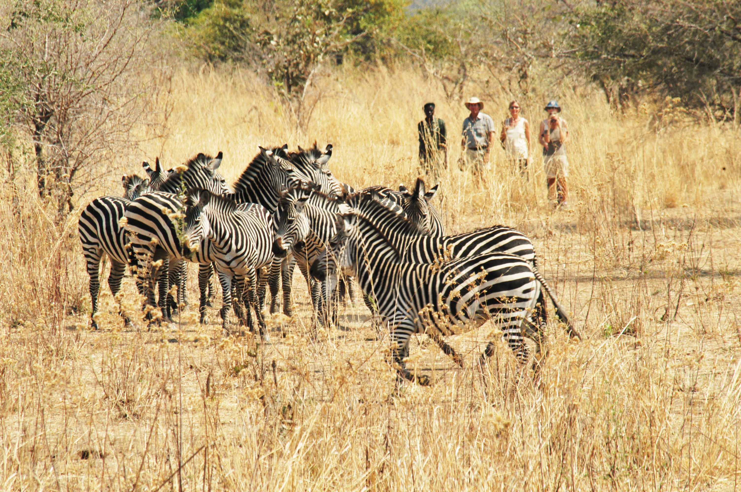 ZM_SouthLuangwa_RemoteAfricaChikokoTrails.JPG