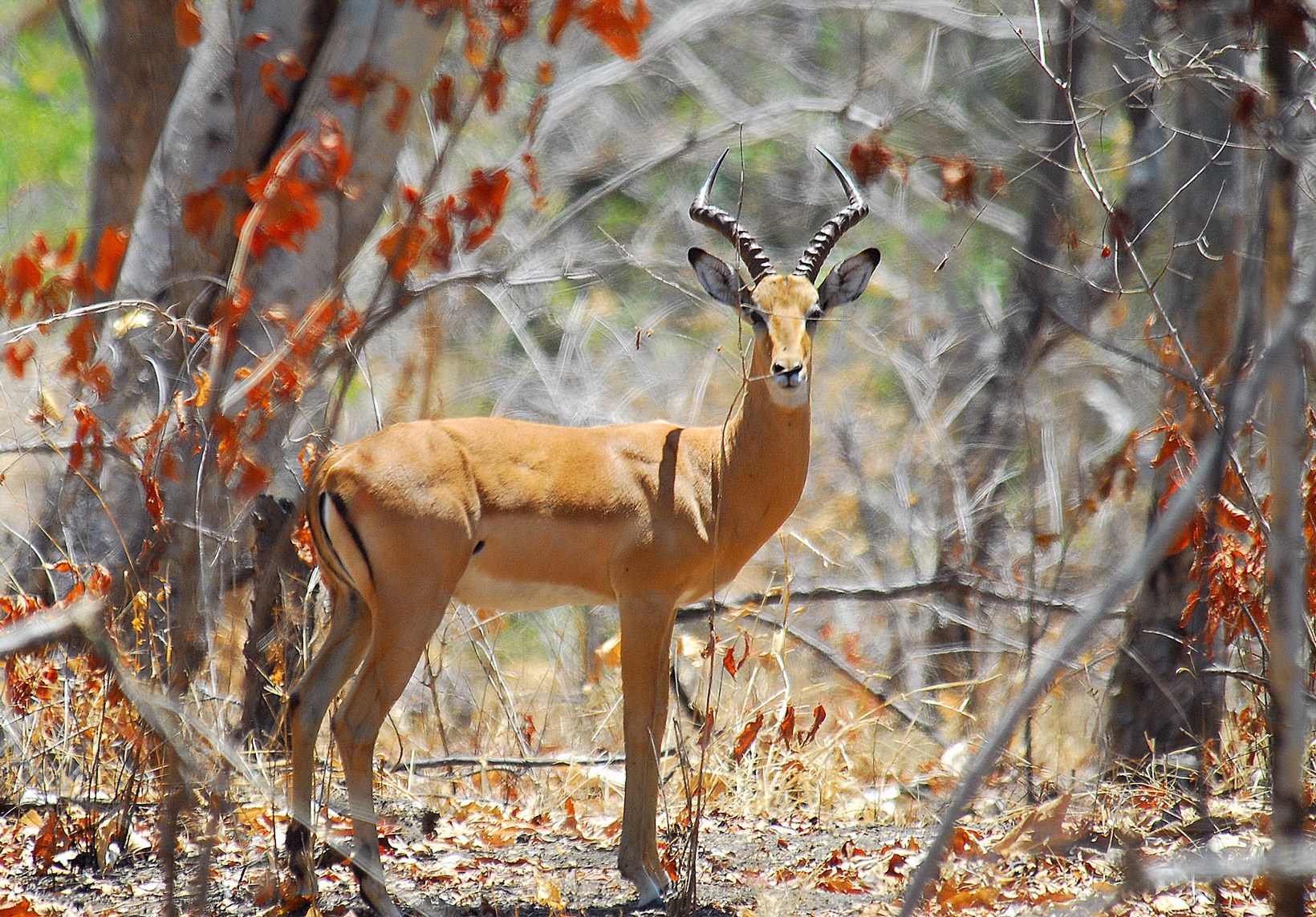 MZ_NiassaReserveLugendaWildernessCamp