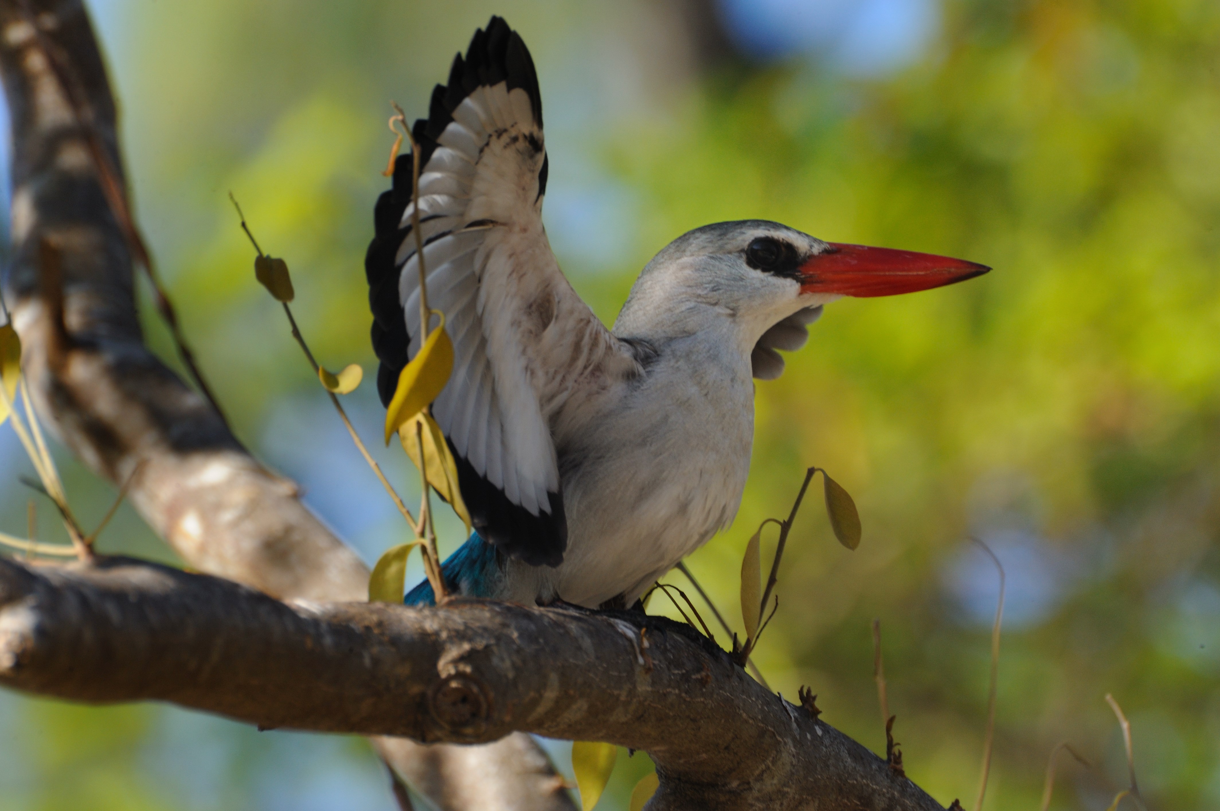 MZ_MangrooveKingfisher_VamiziIslandLodge