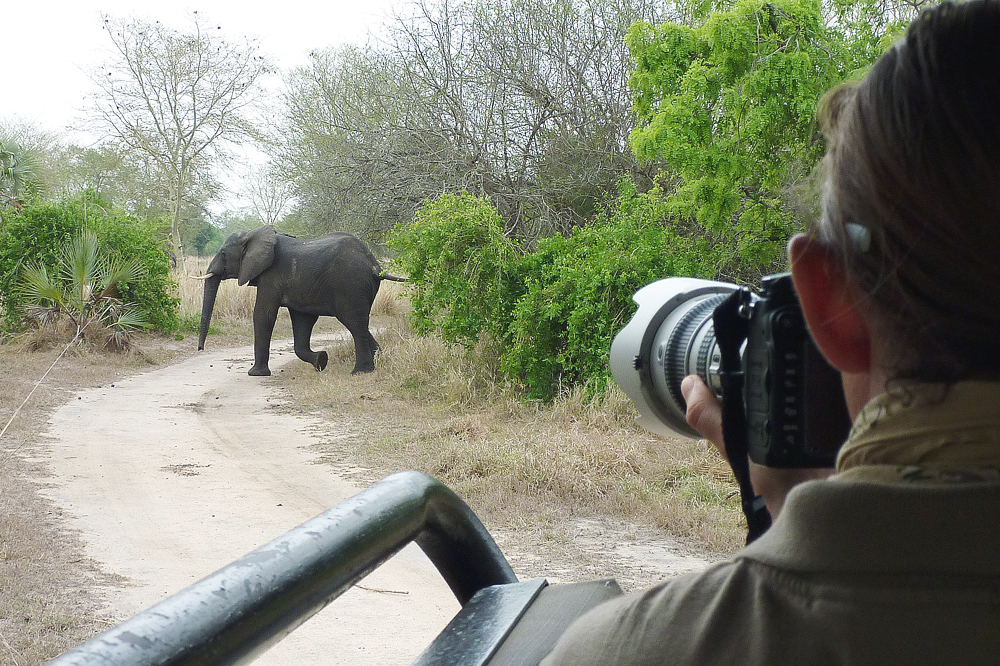 Andrzej Grzegorczyk gorongoza.jpg but Test for limpopo