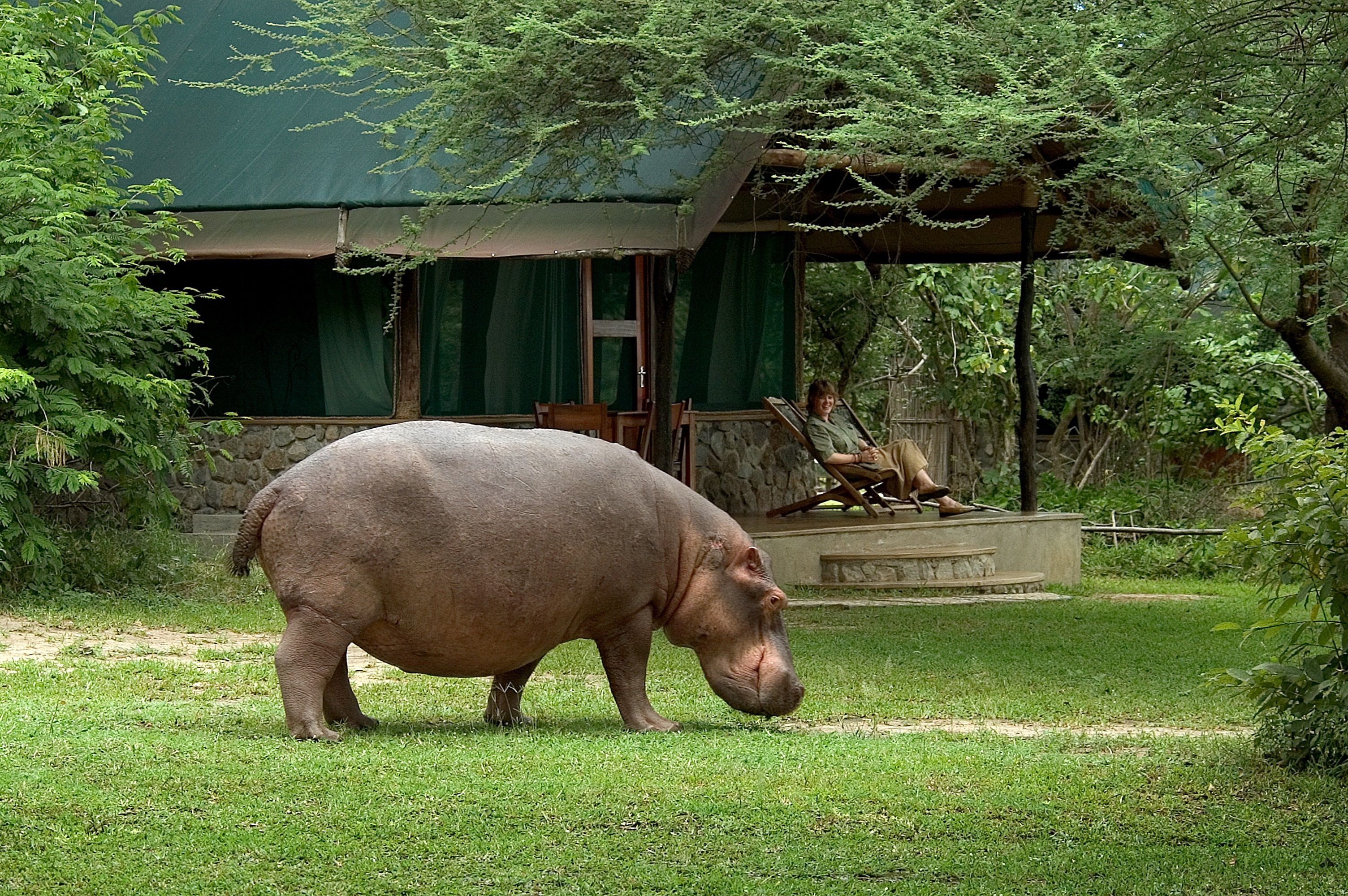 Mvuu Camp - Hippo.jpg