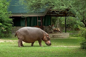 Mvuu Camp - Hippo.jpg