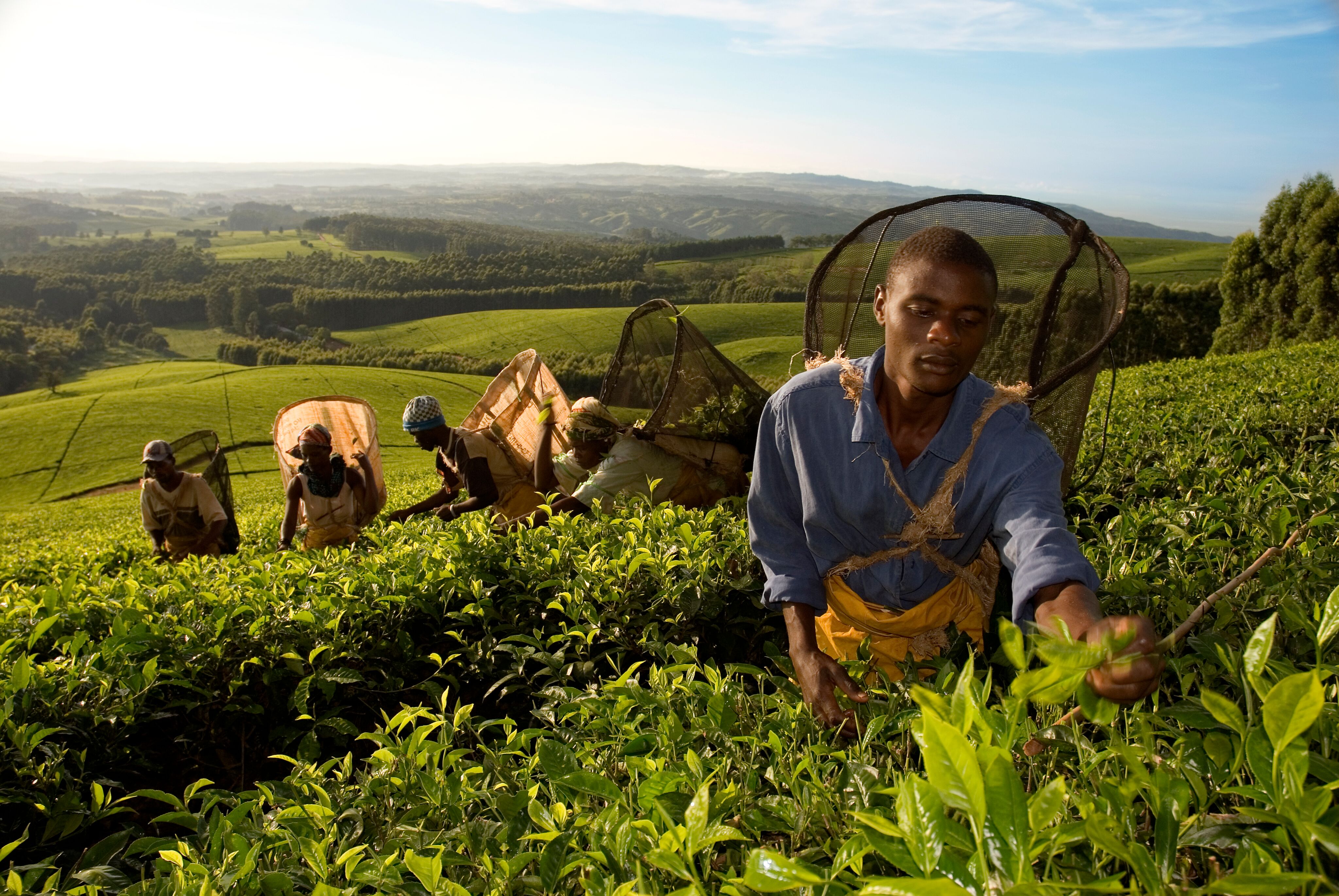 Huntingdon House - Tea picking.jpeg
