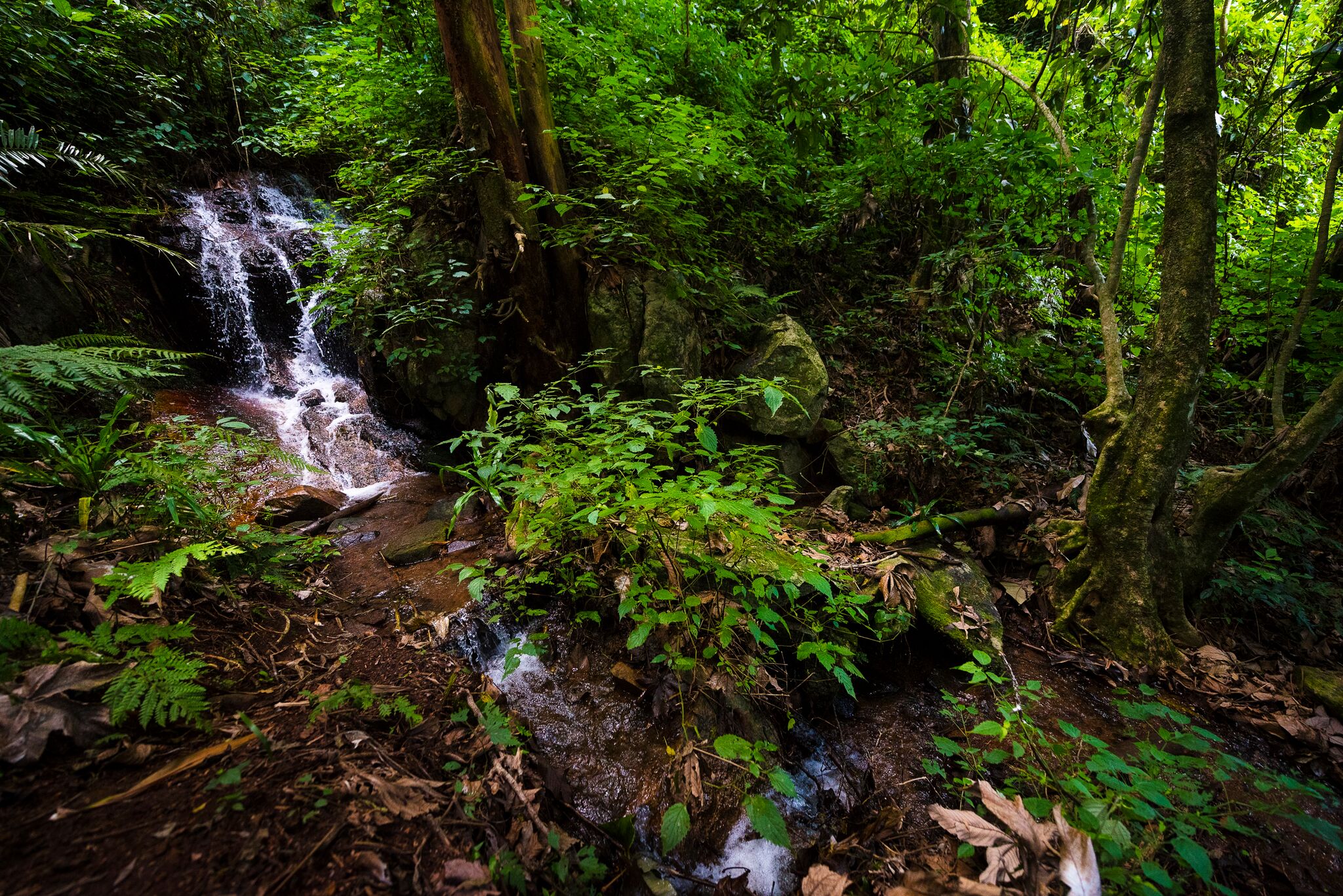 Zomba FL - stream.jpeg