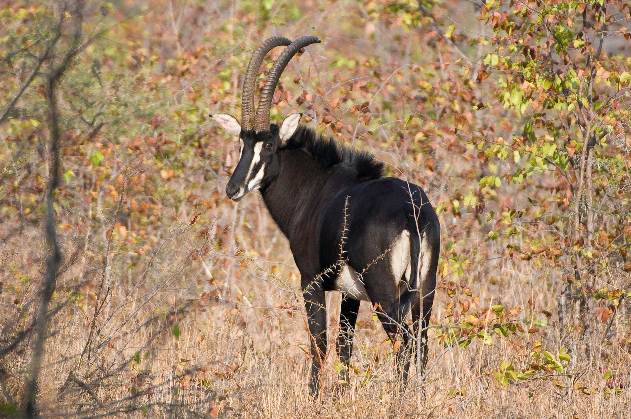 Liwonde NP Eland.jpeg