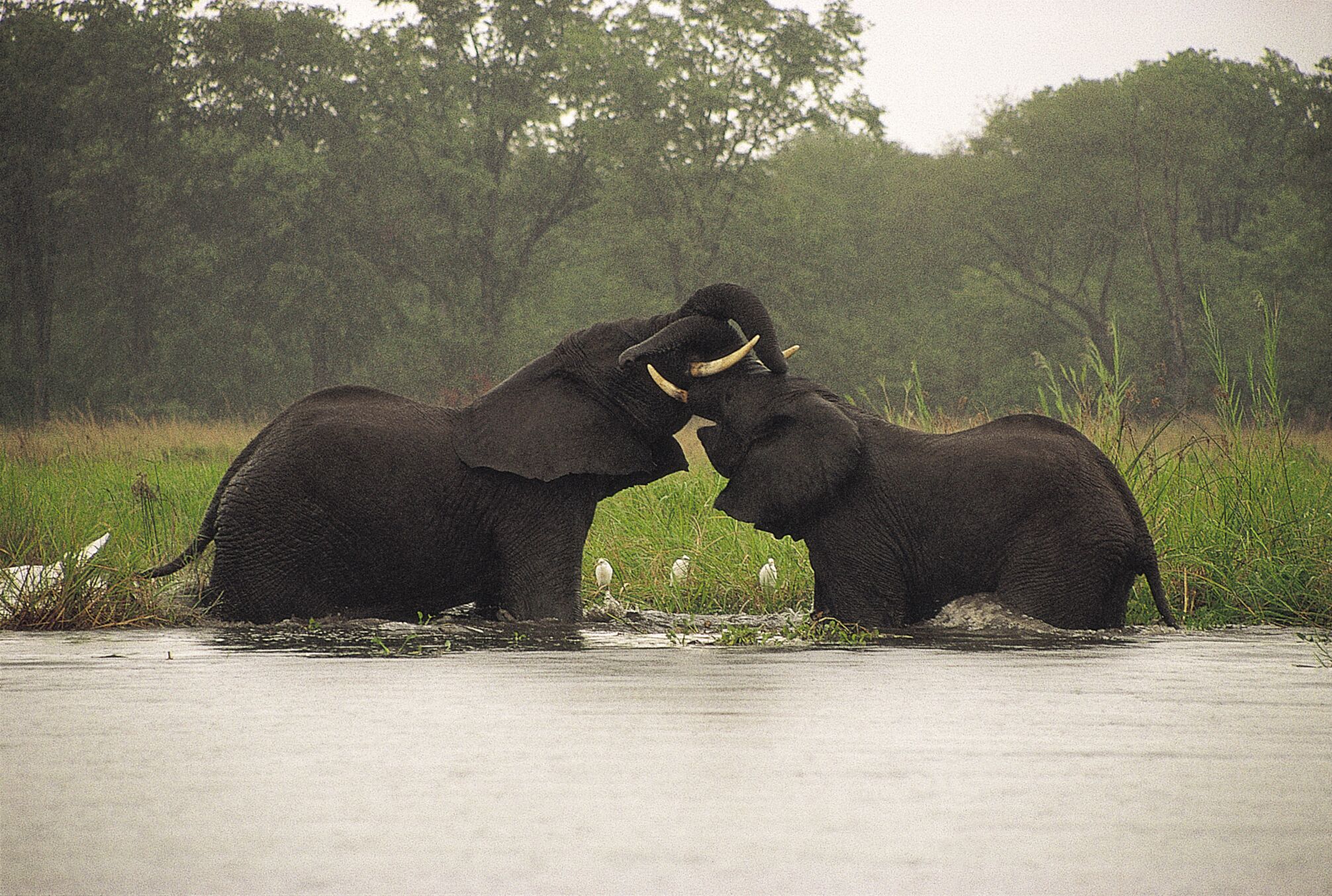 Liwonde NP Elephants 2.jpeg