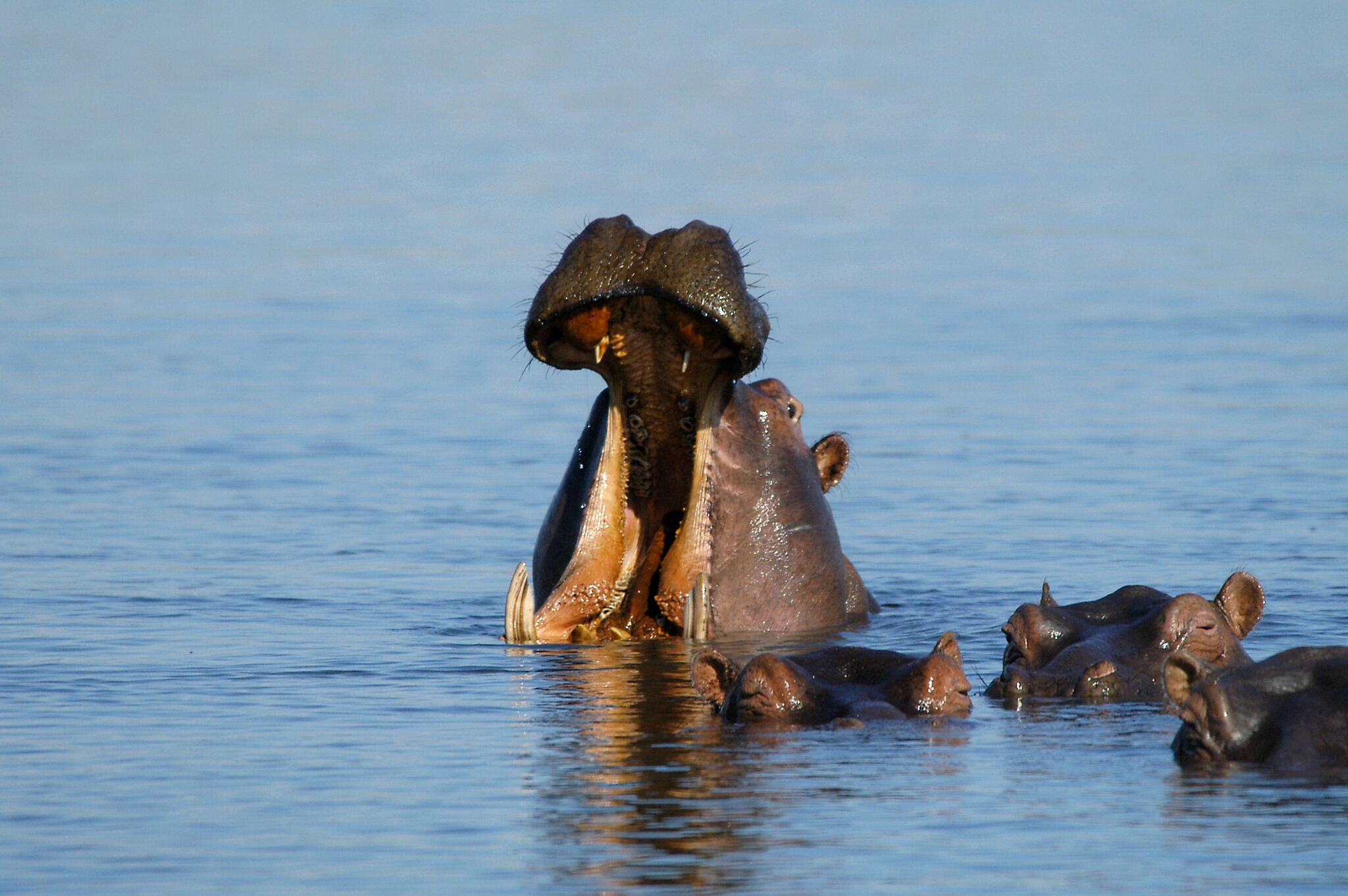Liwonde NP Hippo Yawn.jpeg