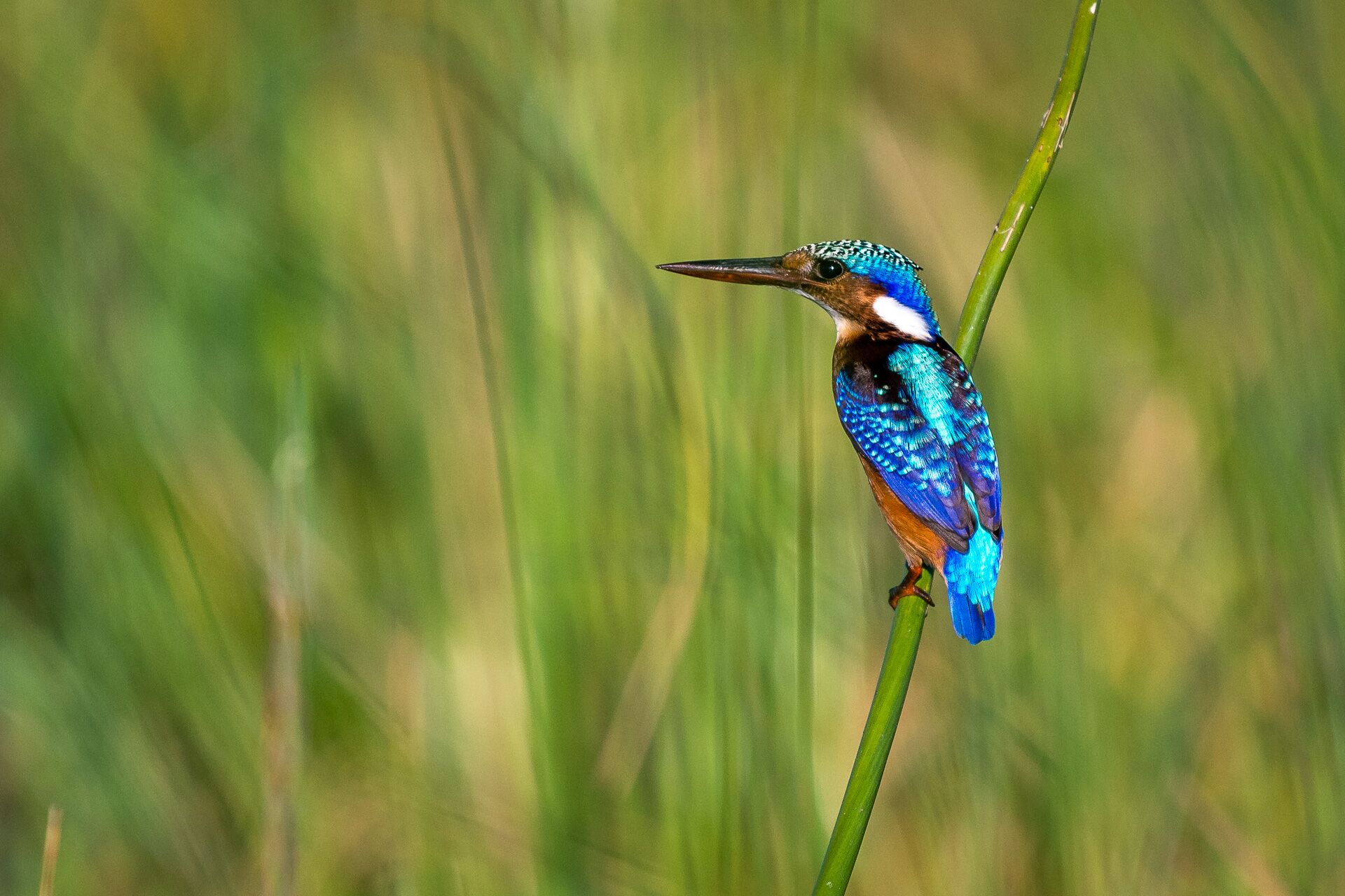 Liwonde NP Kingfisher.jpeg