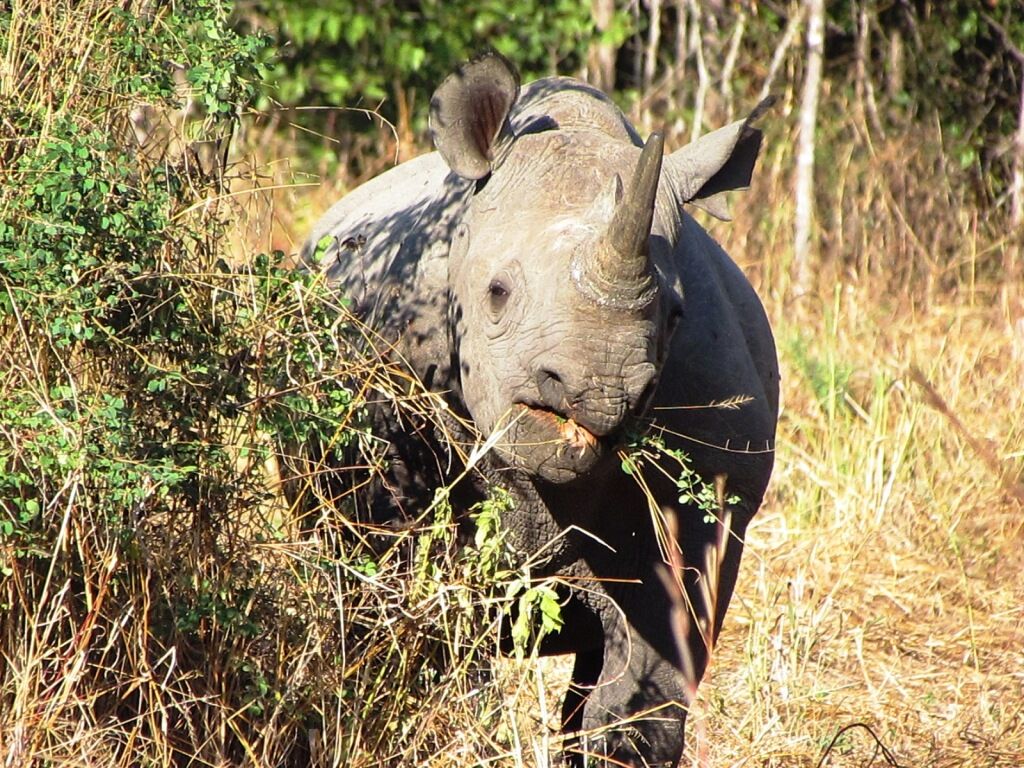 Liwonde NP Rhino.jpeg