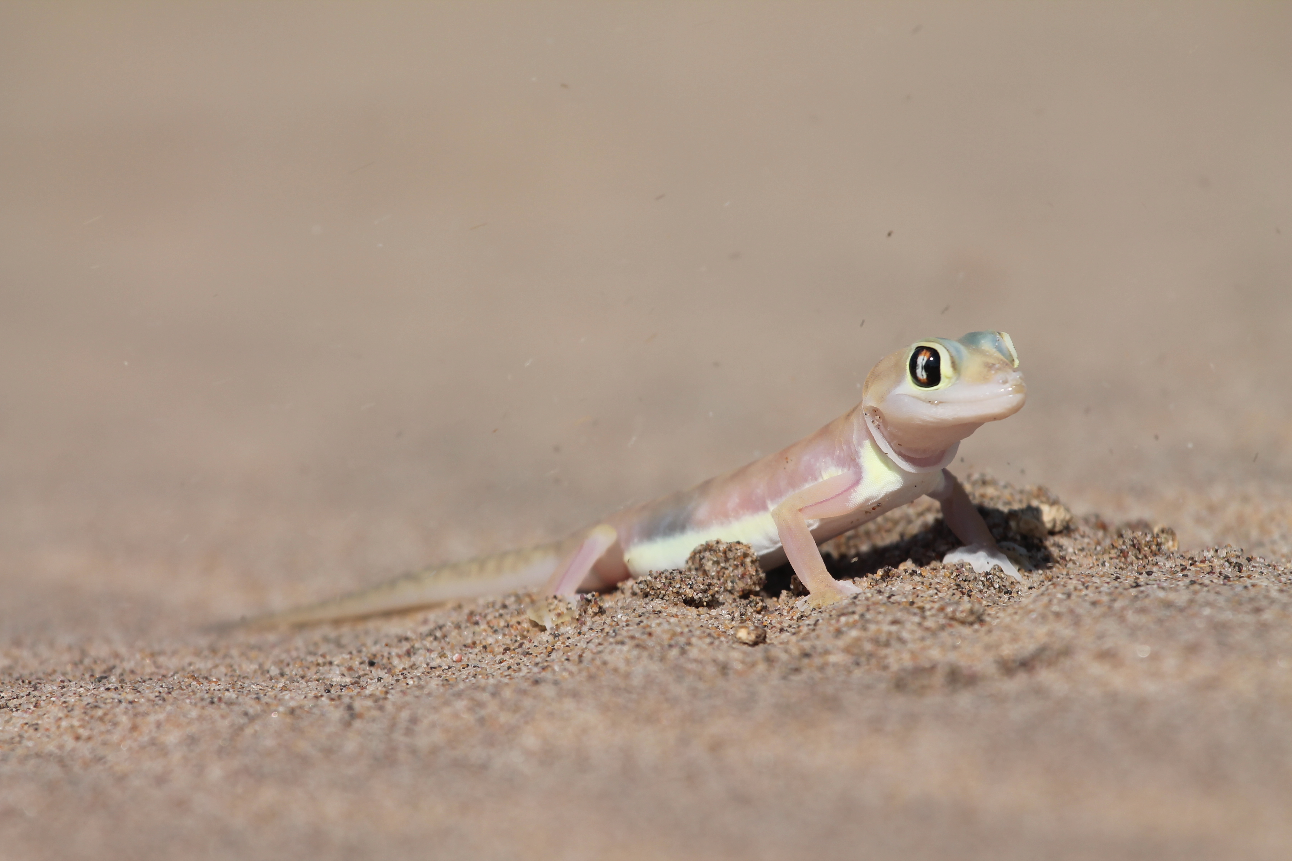 Namibia - Gecko at Sandwich Bay.jpg