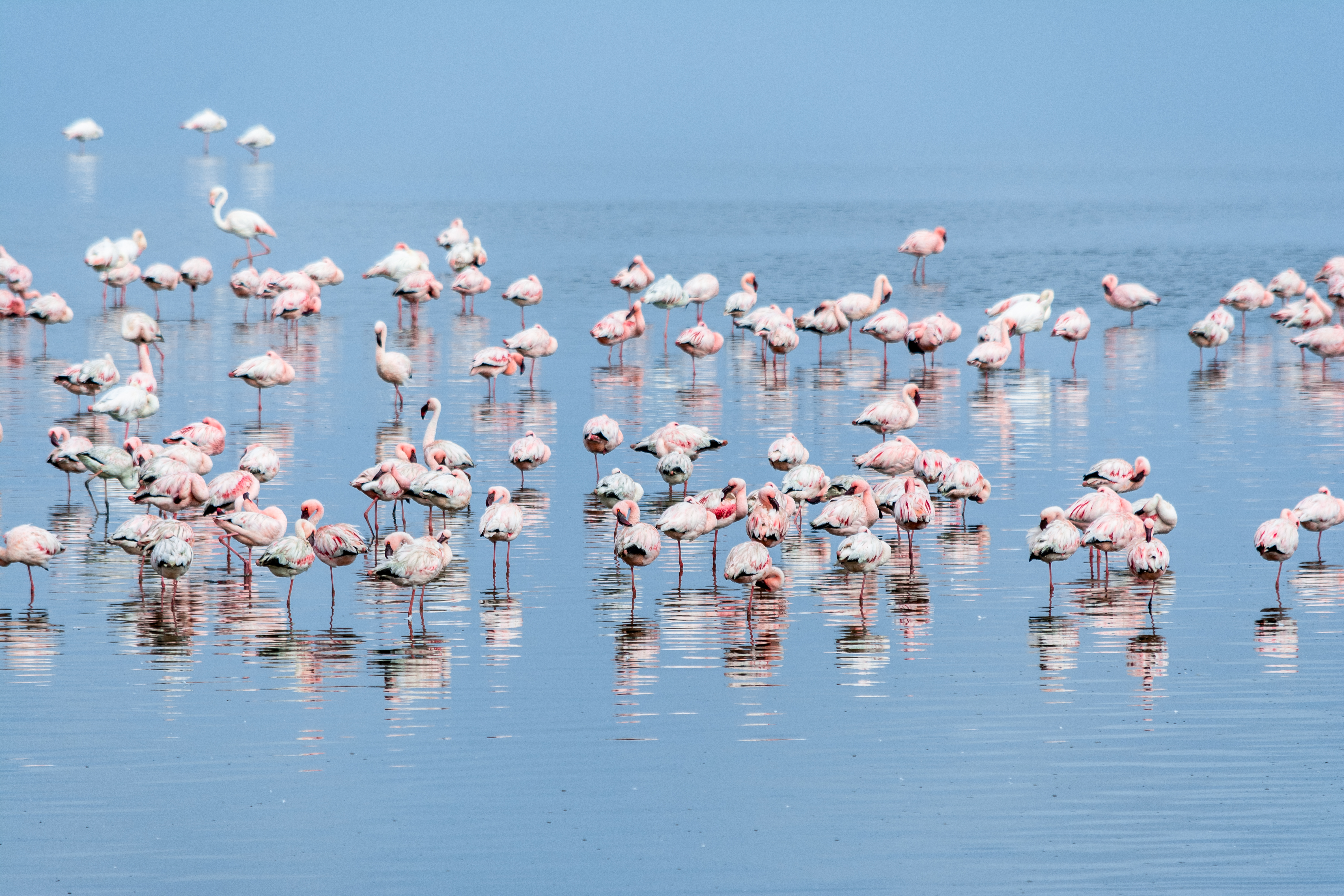 Namibia - Walvis Bay Lagoon.jpg