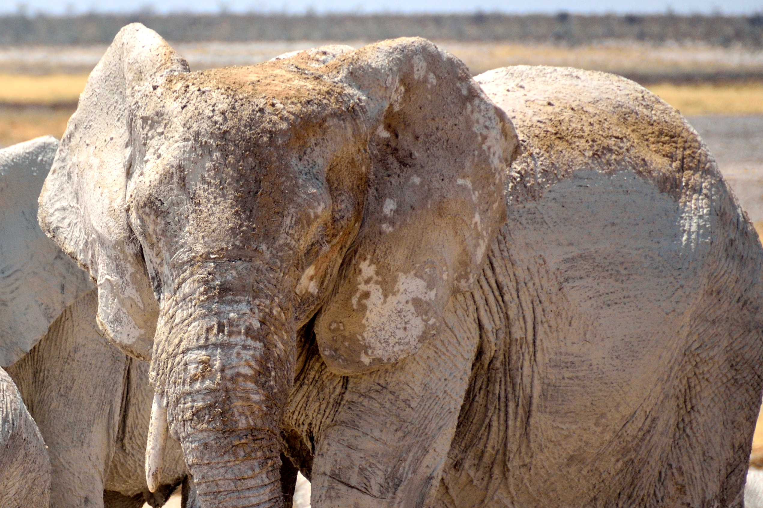 Namibia - Desert Elephant.jpg
