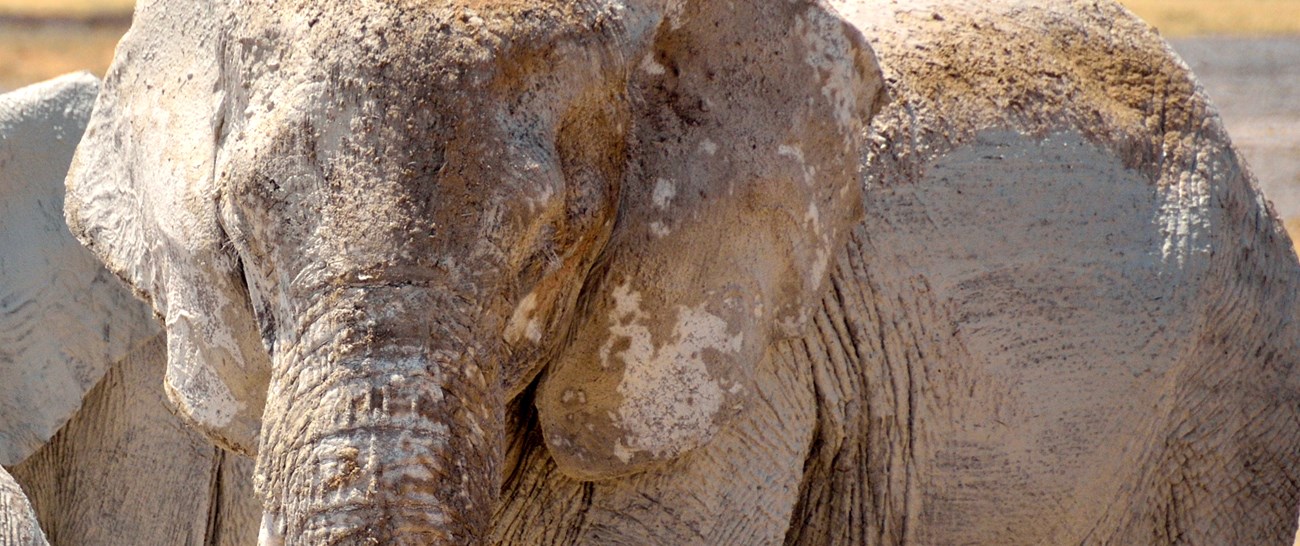 Namibia - Desert Elephant.jpg
