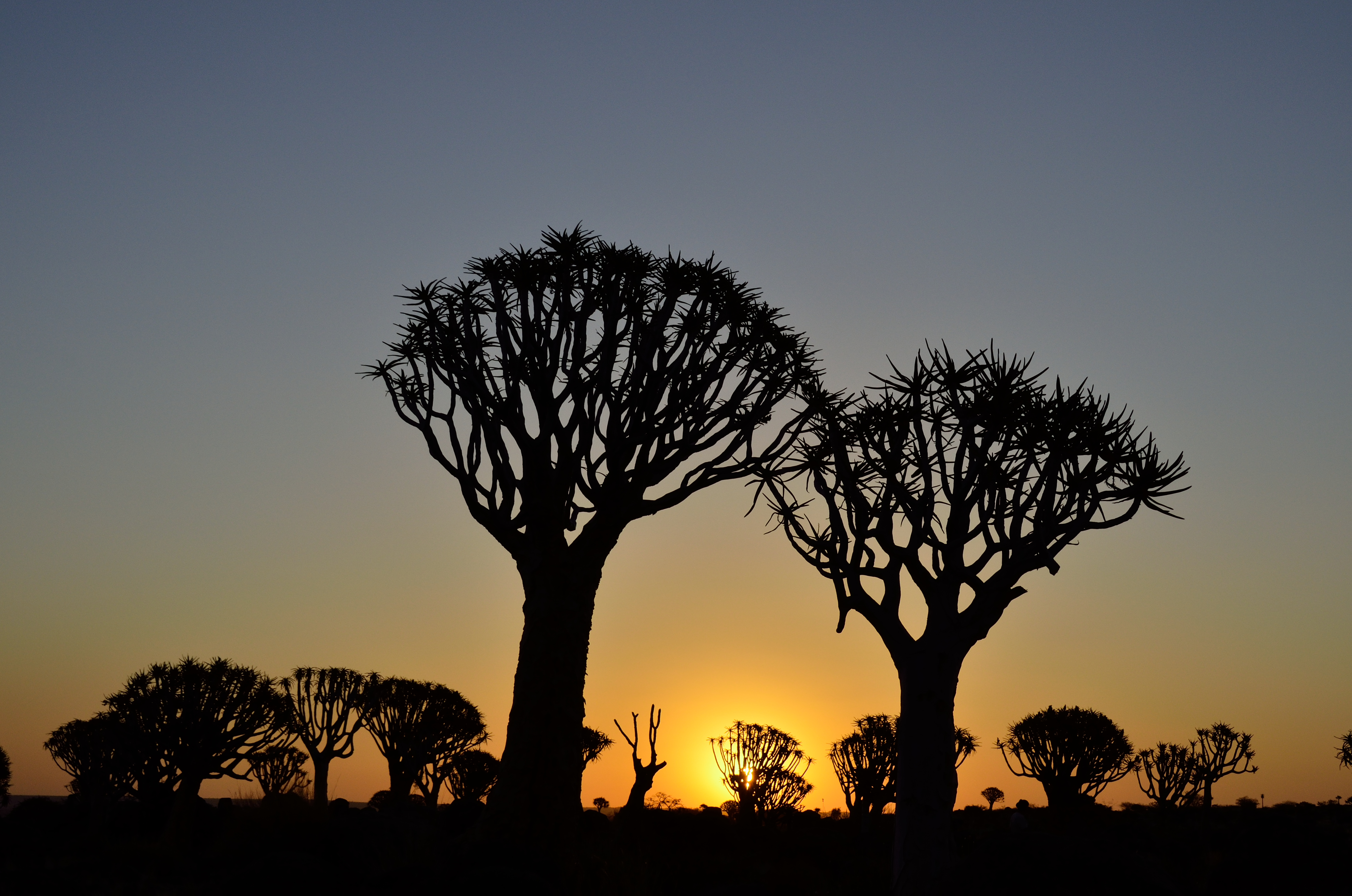 Namibia - Kokerboom Forest.jpg