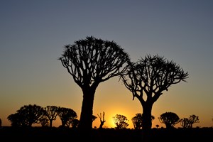 Namibia - Kokerboom Forest.jpg