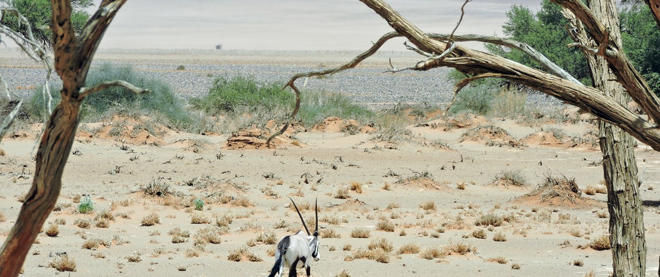 Namibia - Lonely Gemsbok (Oryx).jpg
