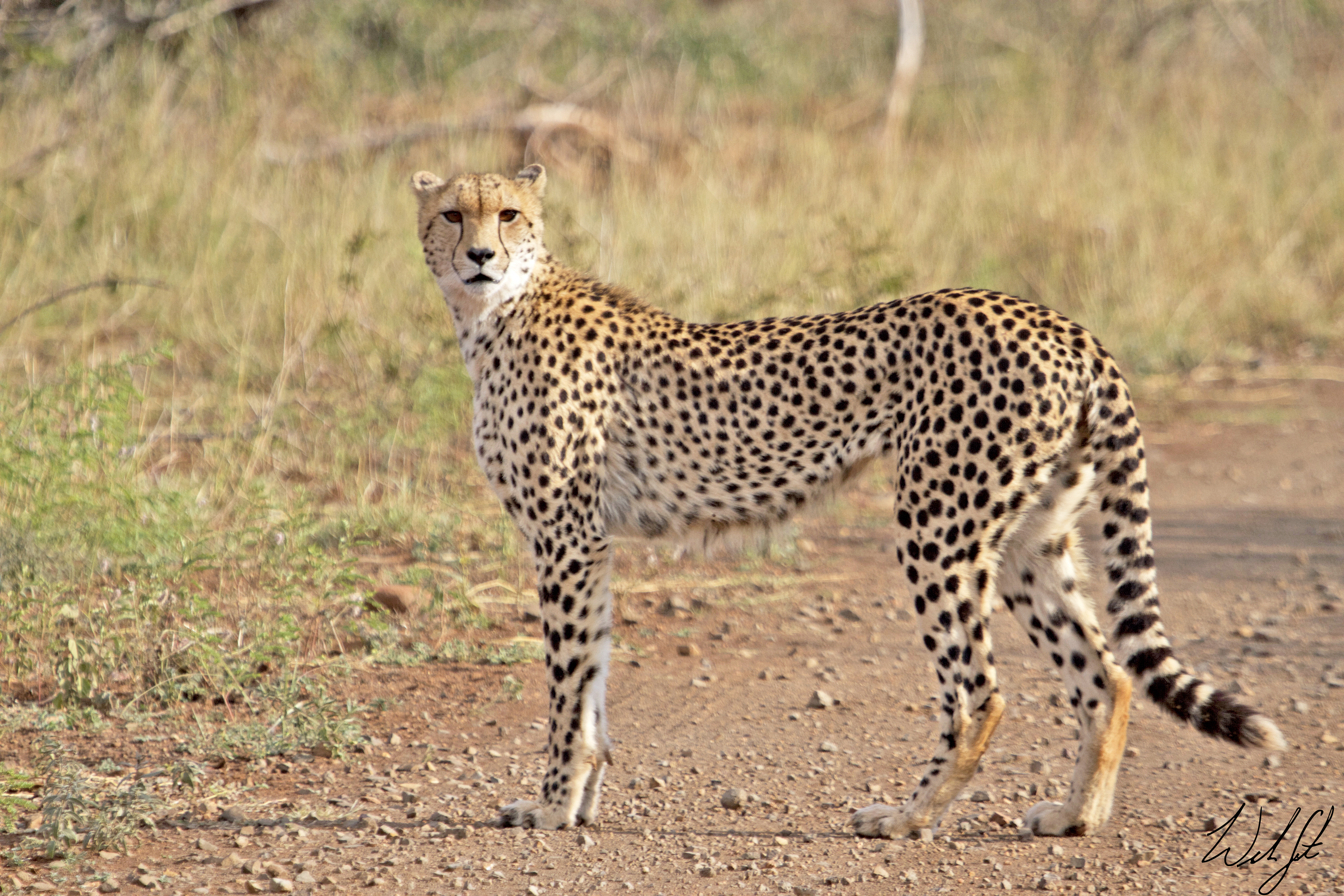 Cheetah - Kruger National Park.jpg