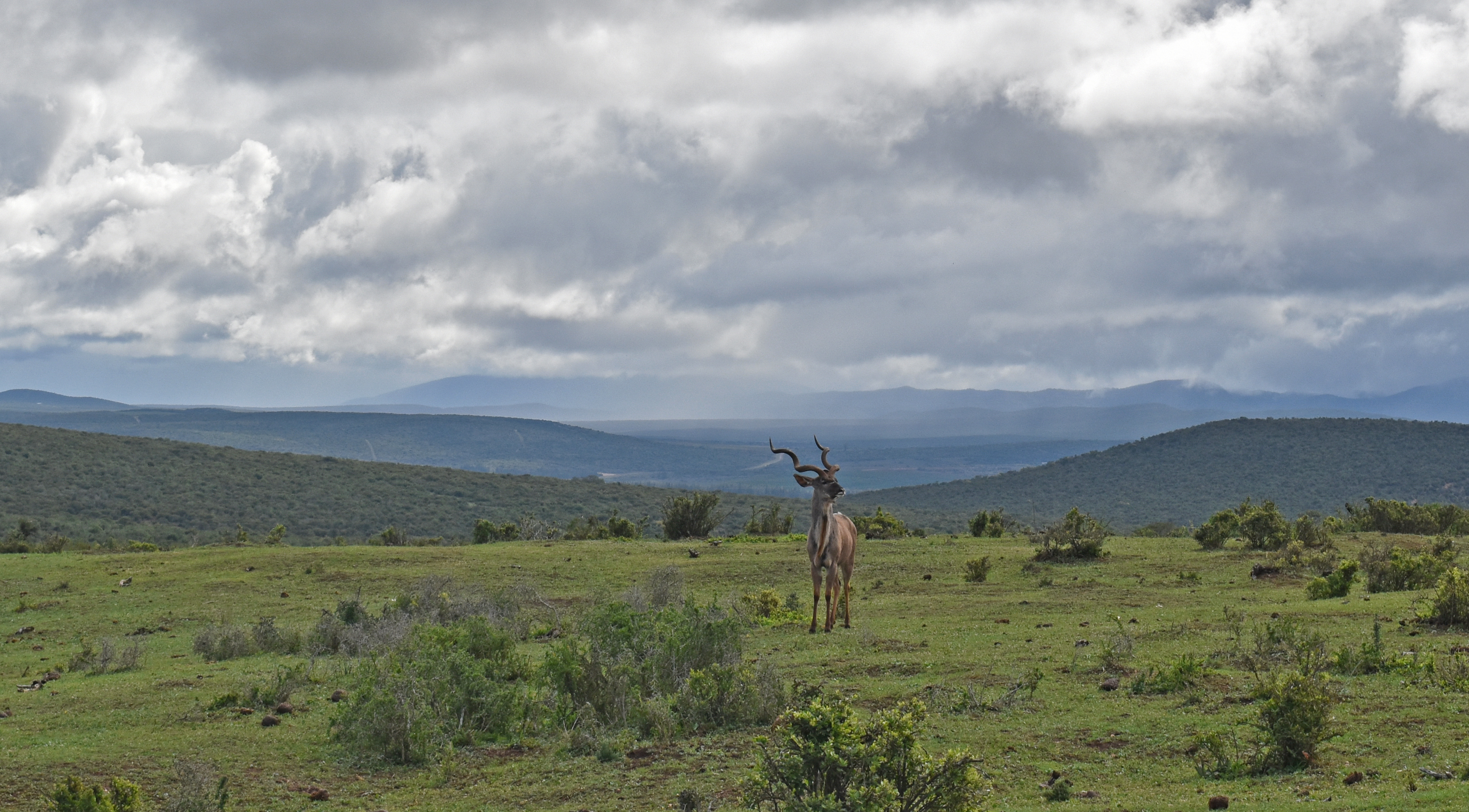 Kudu - Addo National Park.jpg