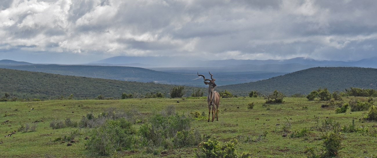 Kudu - Addo National Park.jpg